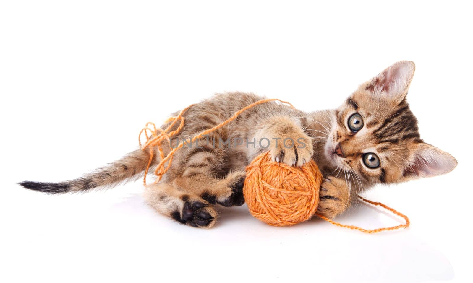 playful tabby kitten with brown ball on white background