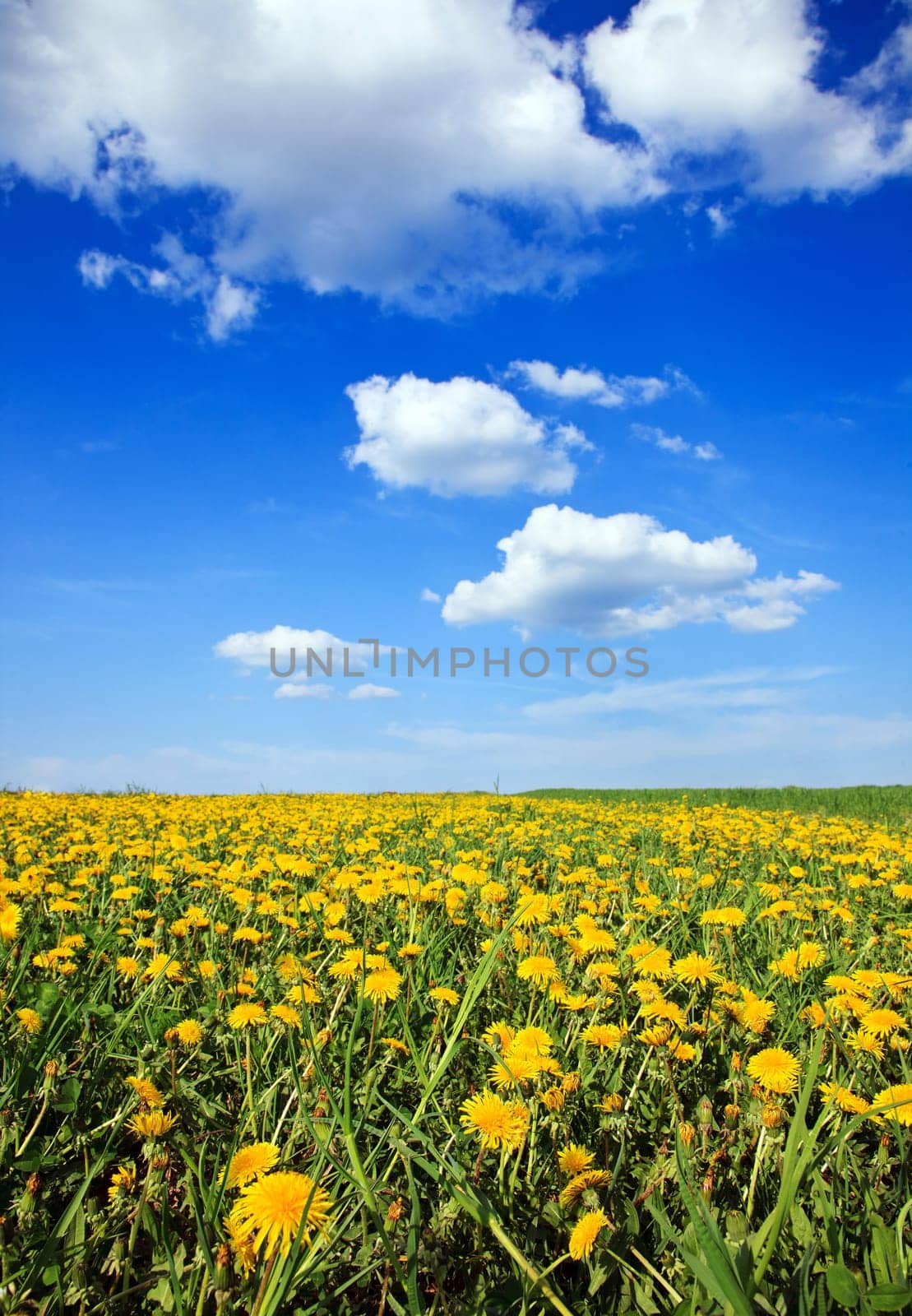 Beautiful landscape of blue sky dandelion field