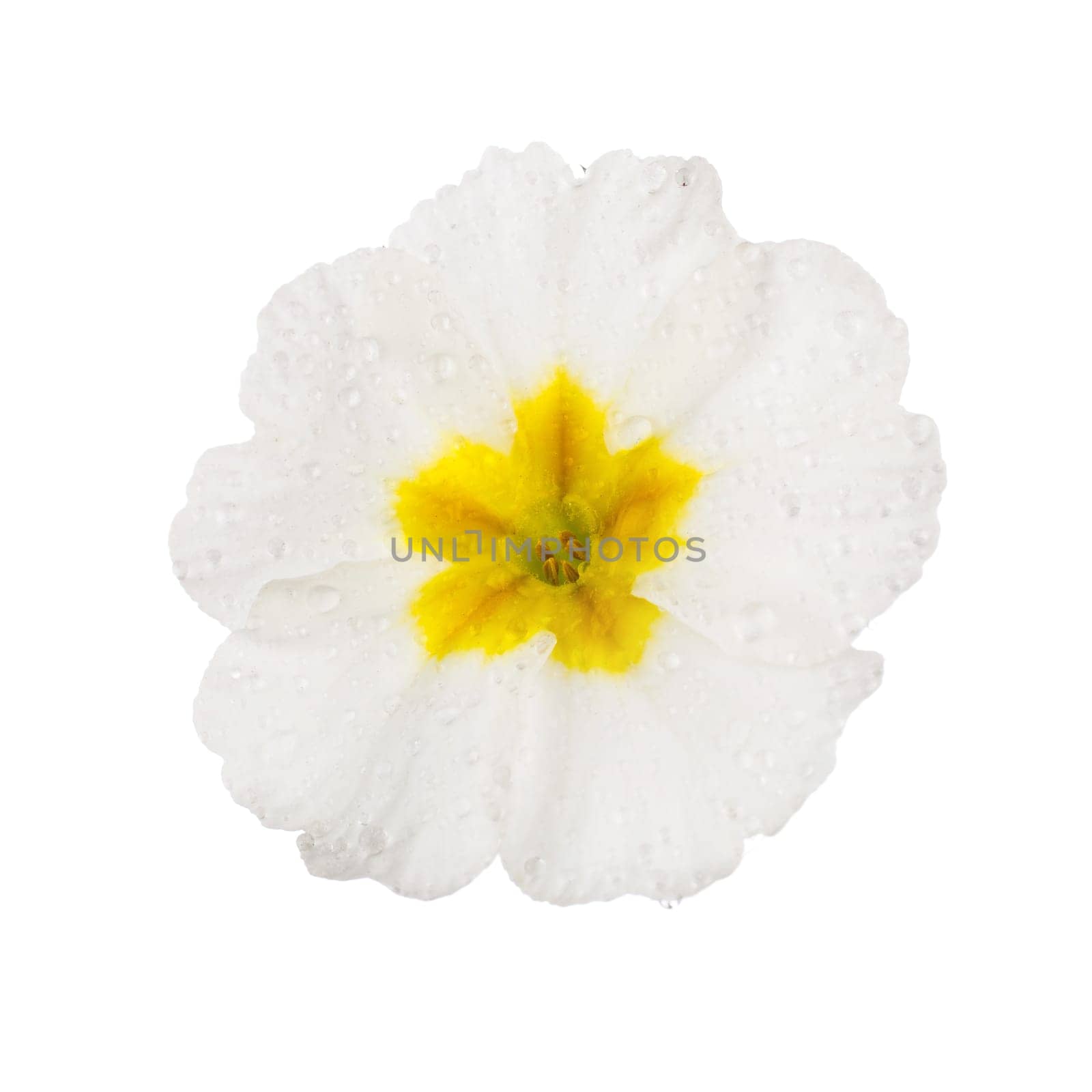 White Primula Primrose with dew drops isolated white background