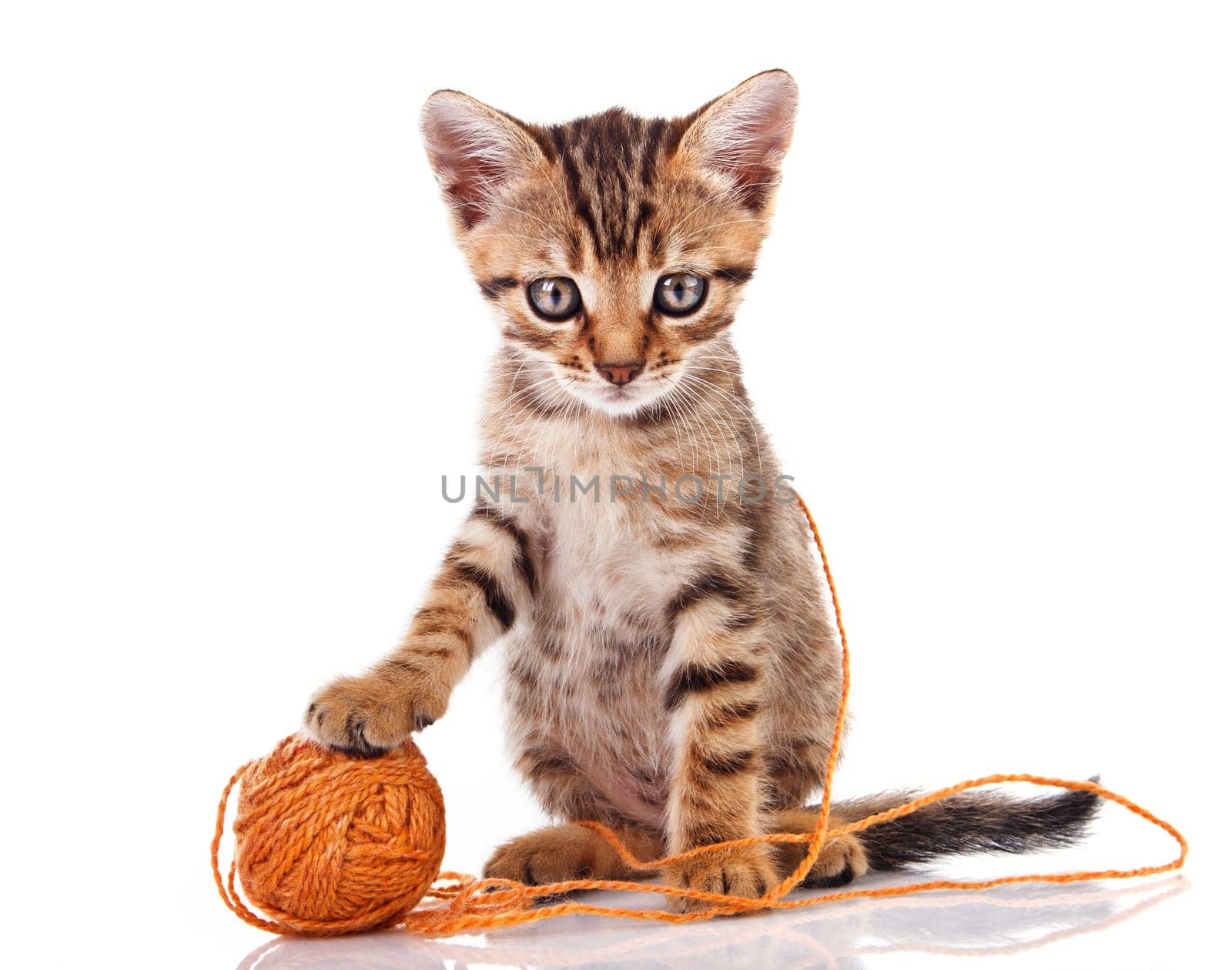 tabby kitten with brown ball on white background