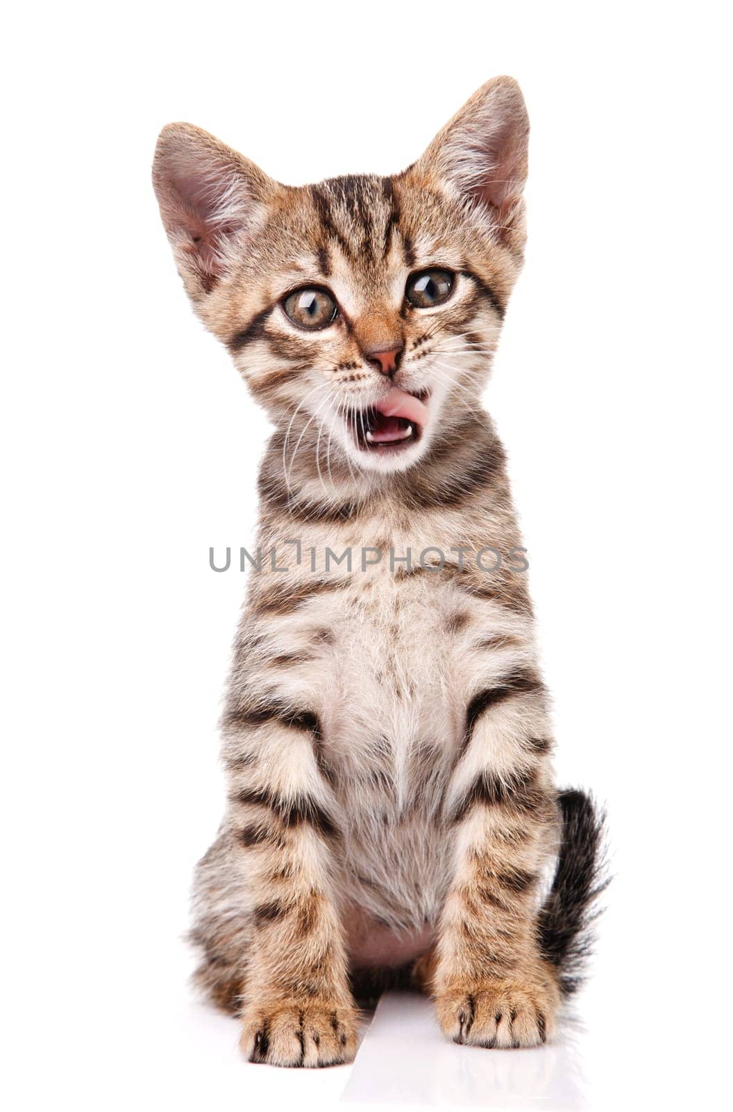 tabby funny kitten sitting on white background