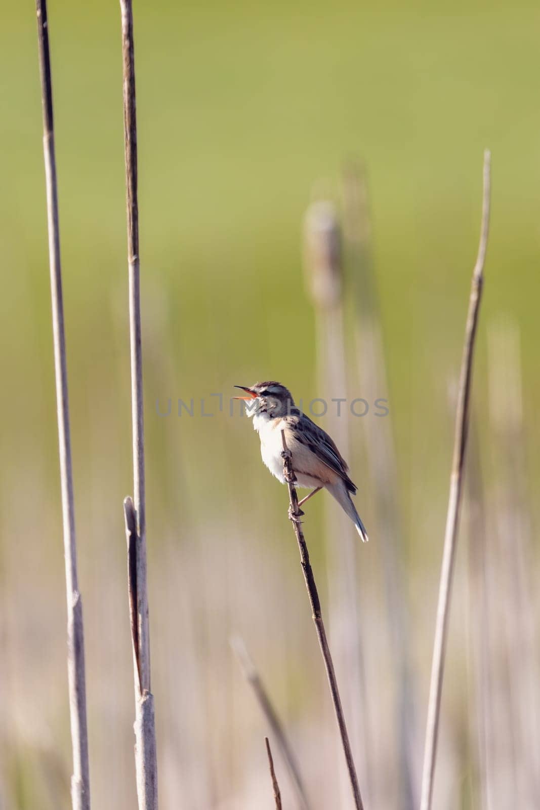small song bird Sedge warbler (Acrocephalus schoenobaenus) sitting on the reeds. Little songbird in the natural habitat. Spring time. Czech Republic, Europe wildlife