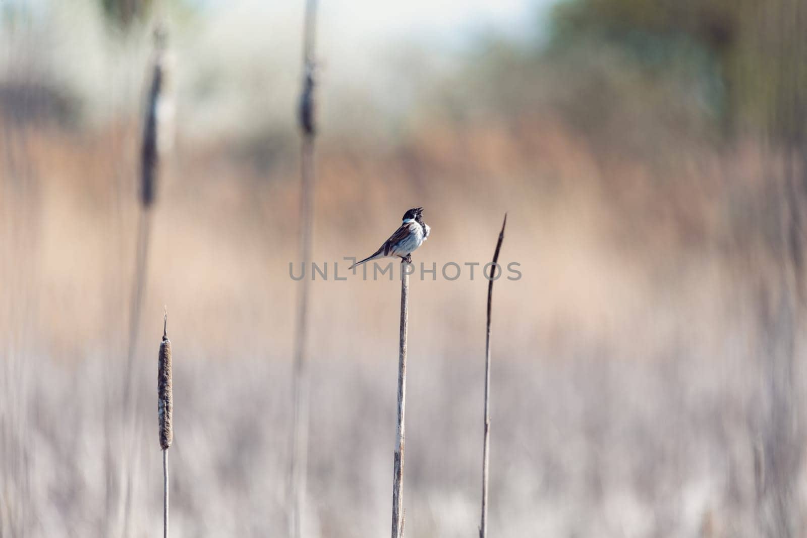 Common reed bunting male on the reed (Emberiza schoeniclus) near pond in spring. Czech Republic, Europe wildlife