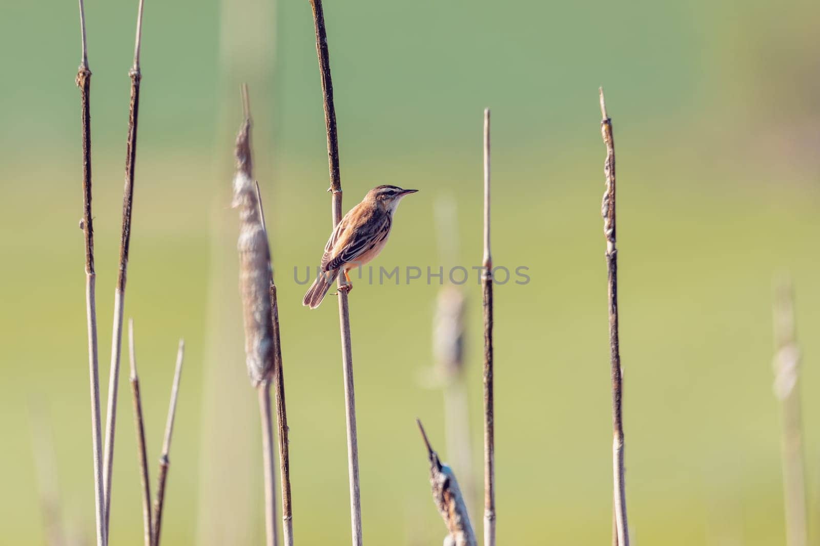small song bird Sedge warbler (Acrocephalus schoenobaenus) sitting on the reeds. Little songbird in the natural habitat. Spring time. Czech Republic, Europe wildlife