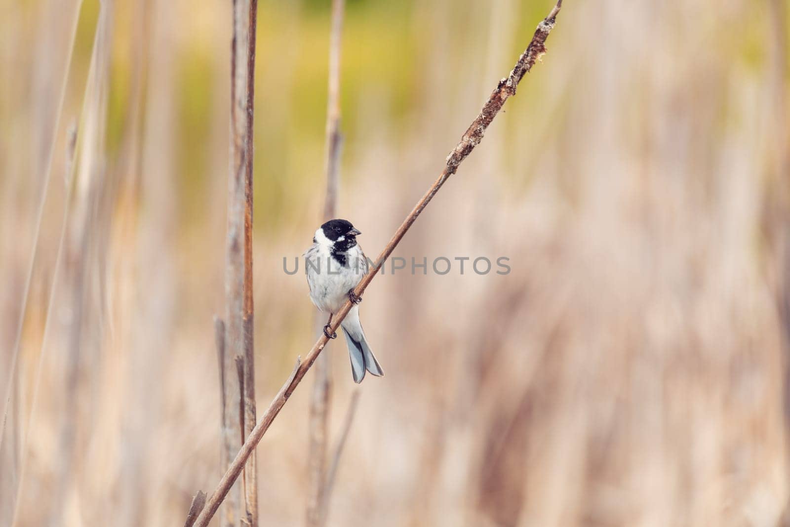 Common reed bunting male on the reed (Emberiza schoeniclus) near pond in spring. Czech Republic, Europe wildlife