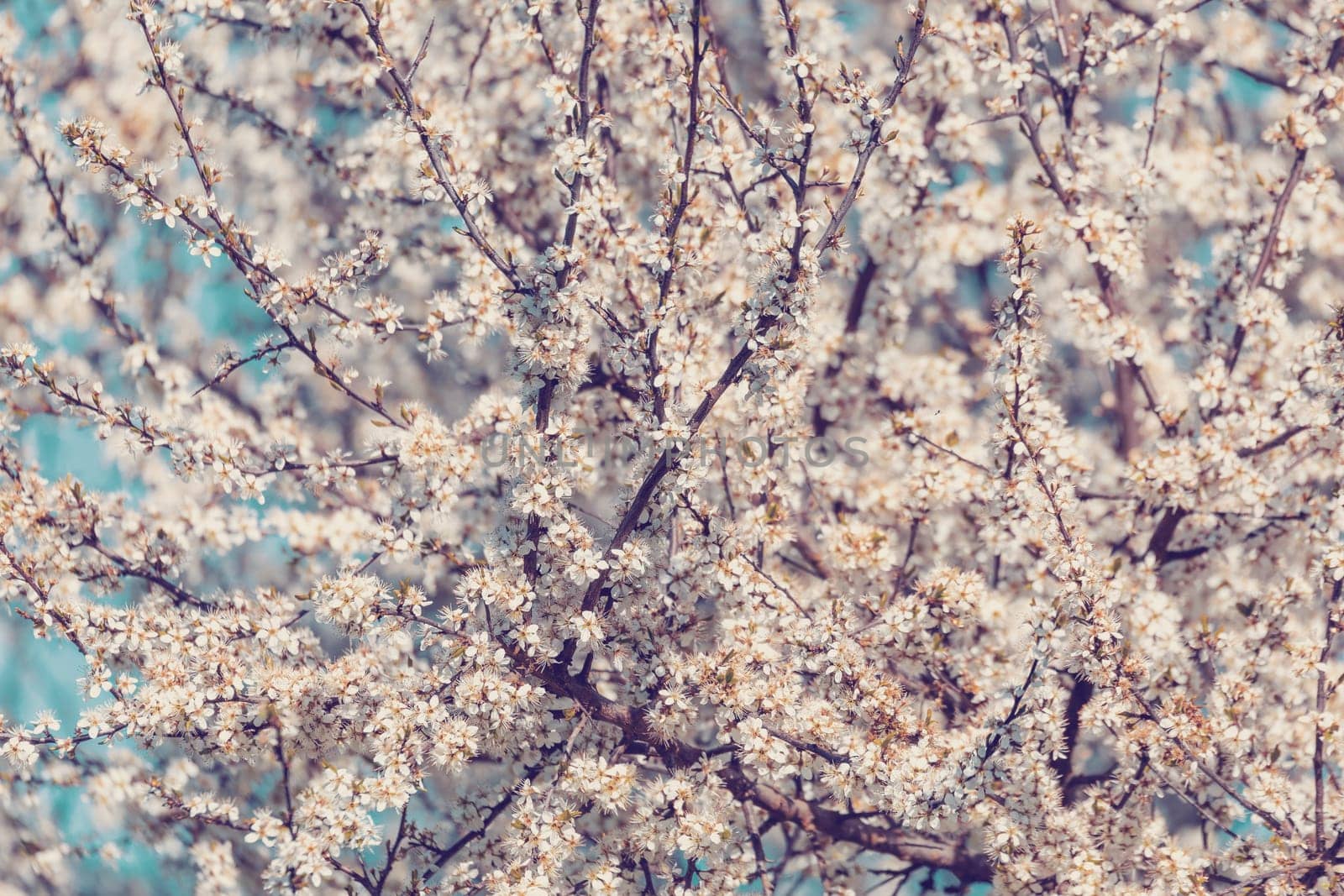 Midland hawthorn (Crataegus laevigata), white flowering tree in springtime, Europe, Springtime background