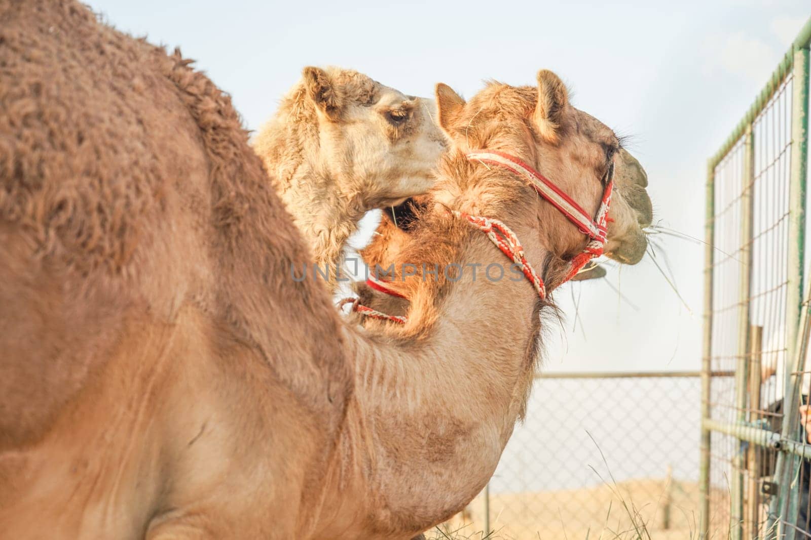 Of the Arabian desert camel (United Arab Emirates). Shooting Location: Dubai
