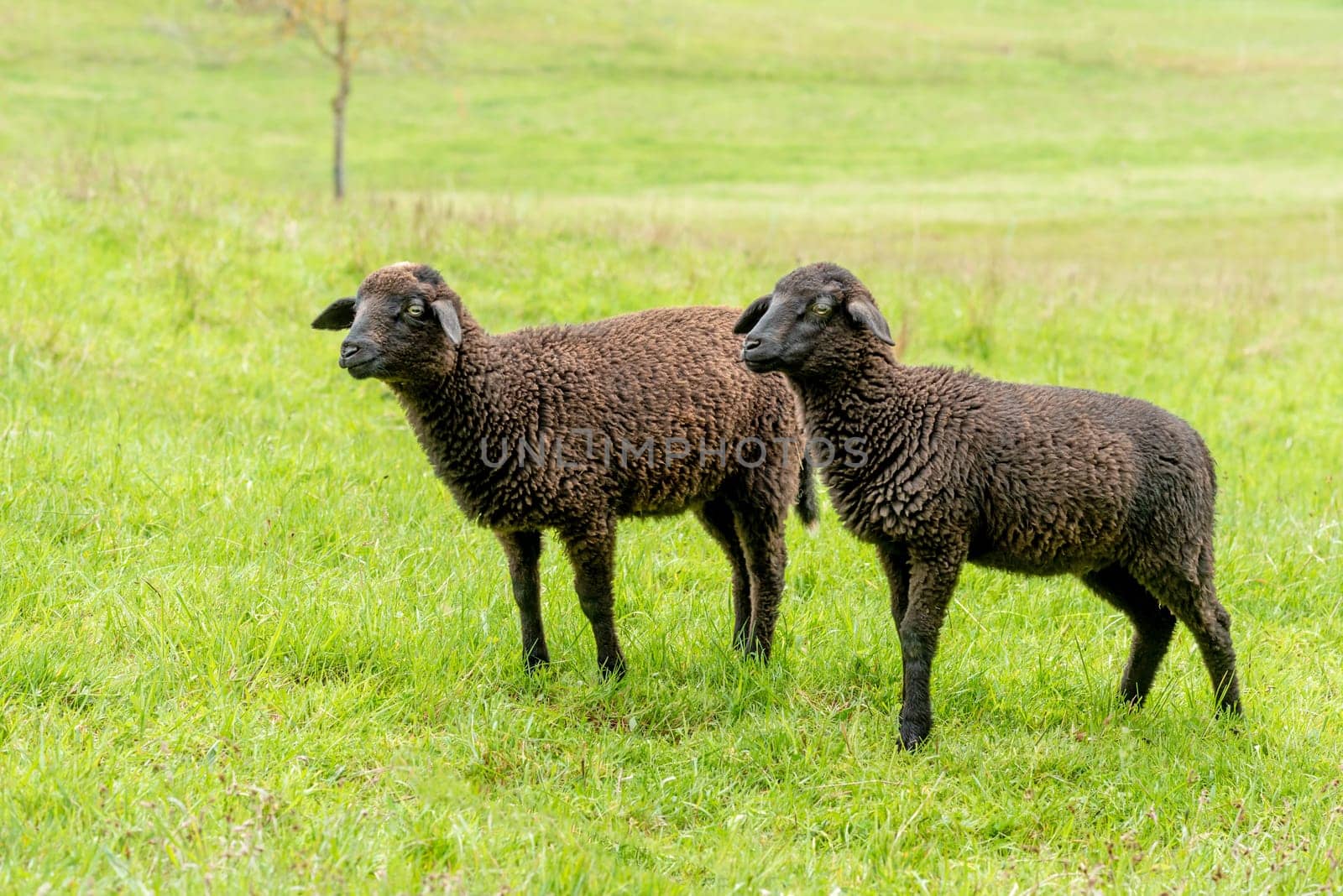 Side shot of two brown lambs standing next to each other in a meadow with copy space