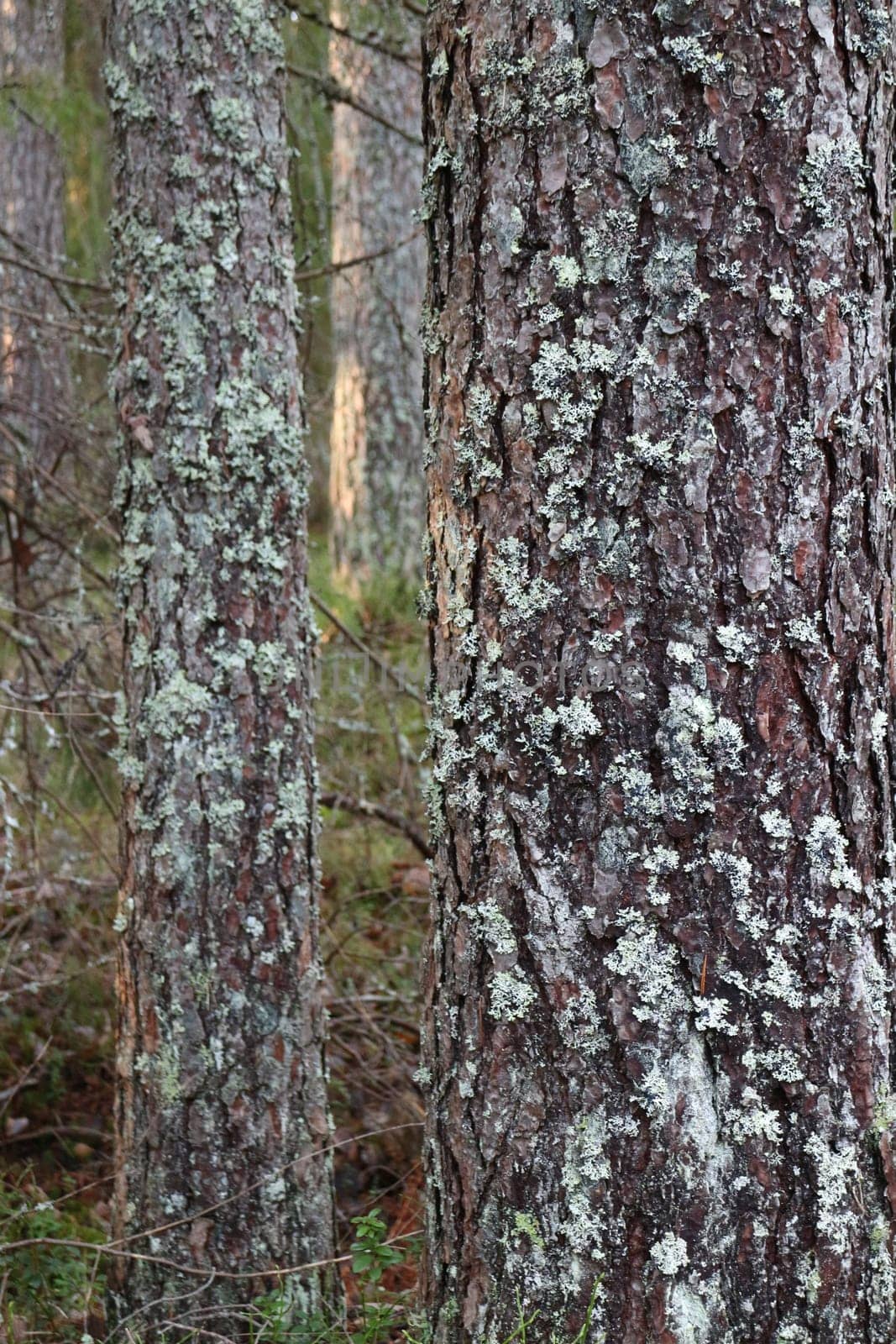 forest pine tree trunks covered with lichen close-up