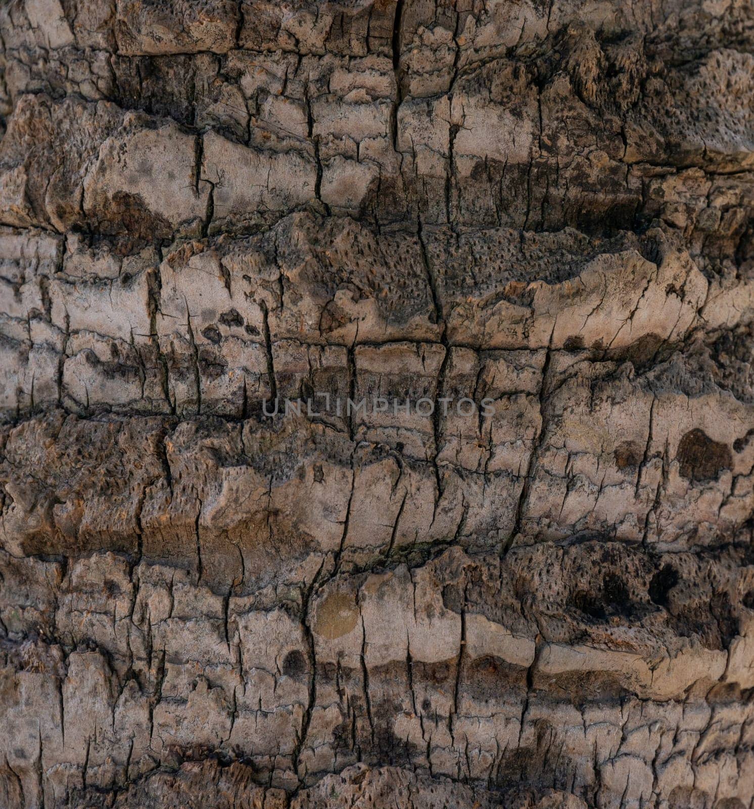 Coconut palm tree bark texture background
