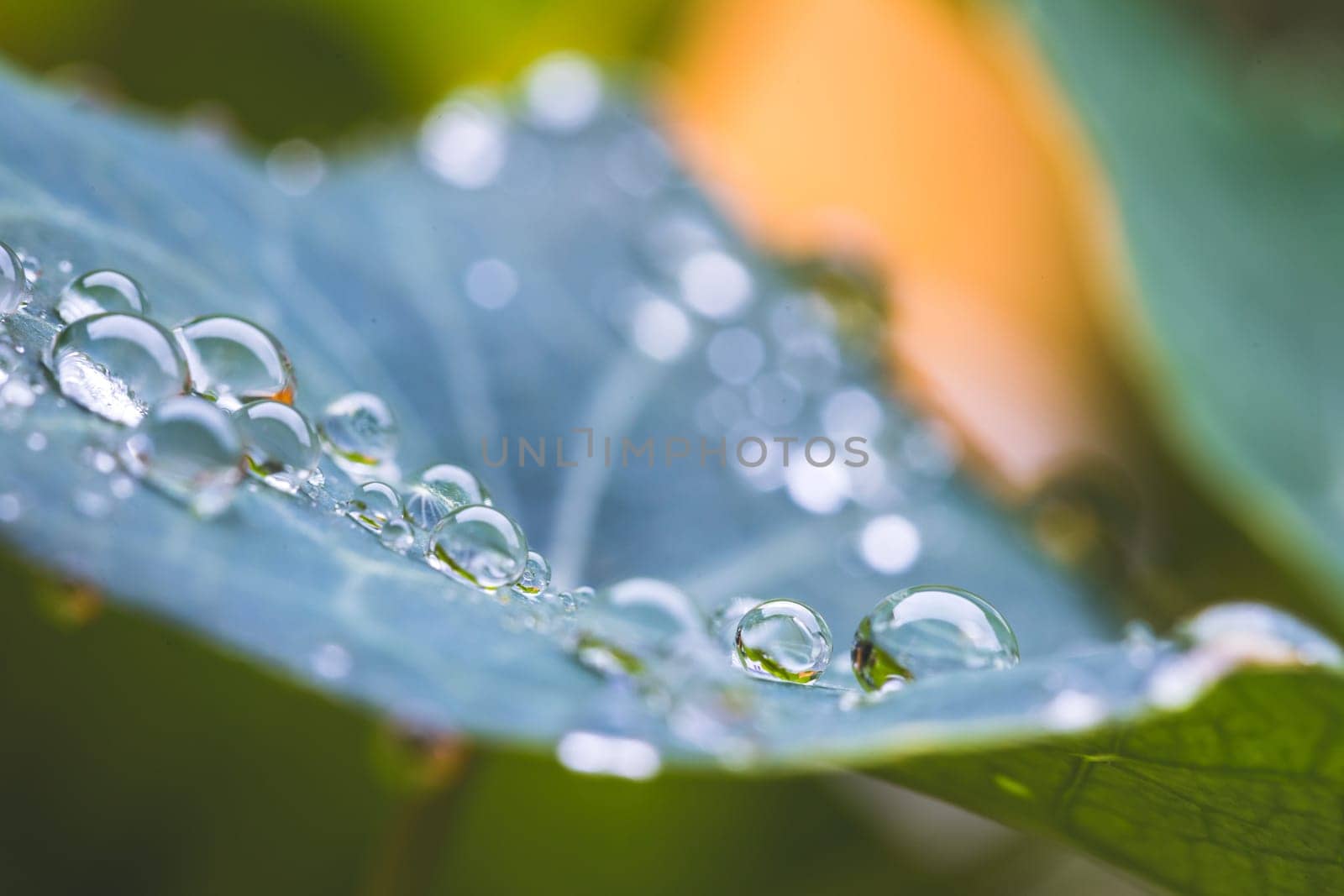 Close up of water drops on green leaf after rain. Freshness and environment.