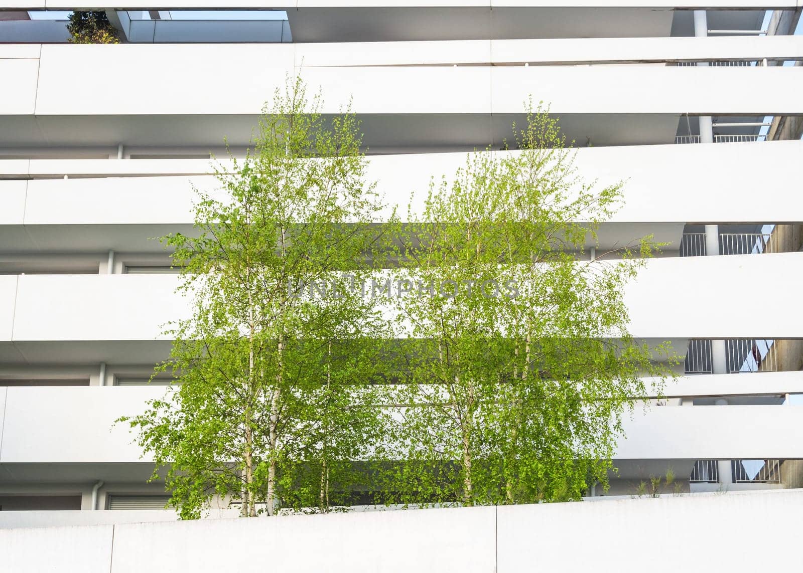 Birch trees and modern white building, spring season