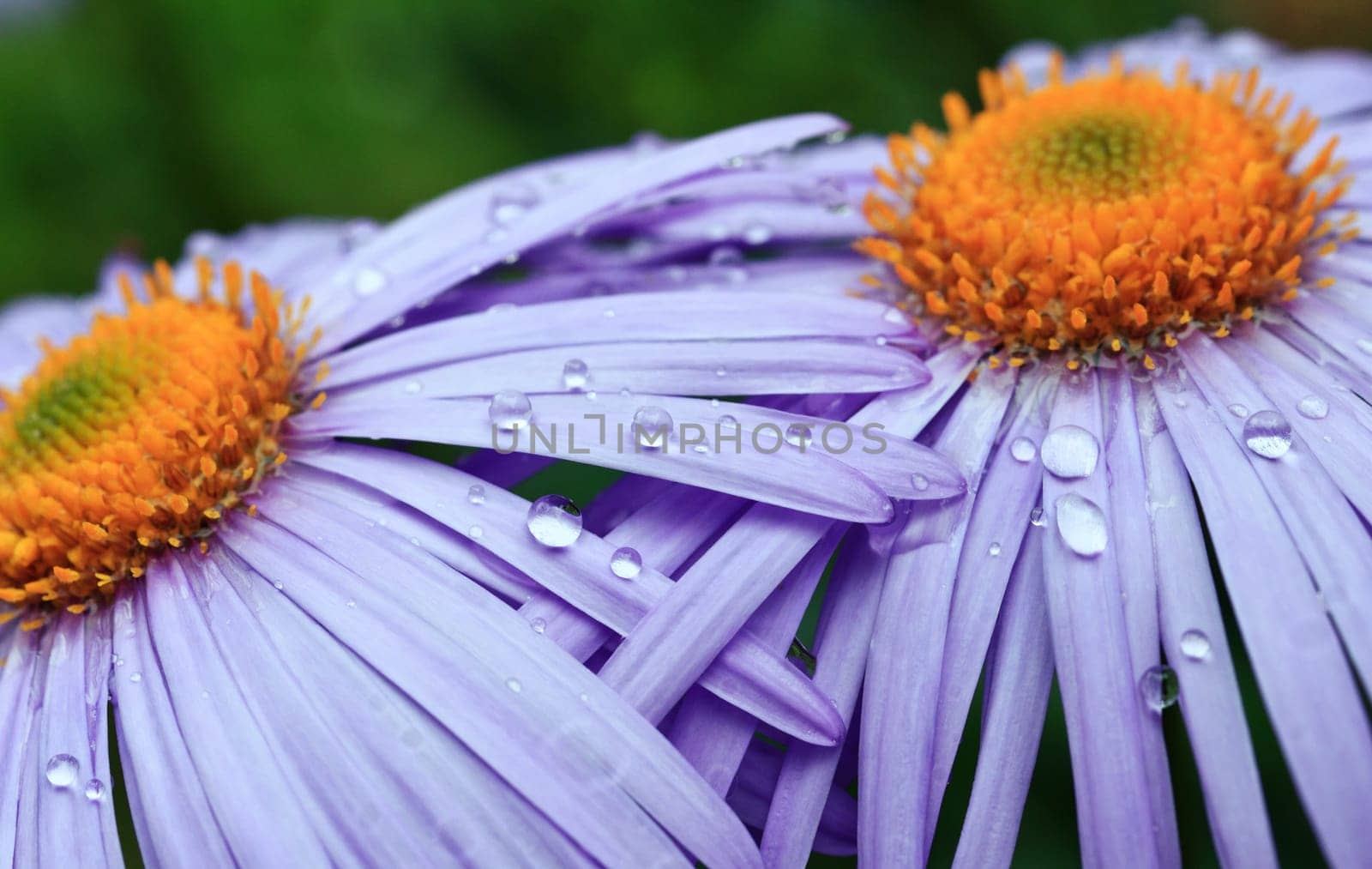 two beautifu purple daisy flowers with raindrops