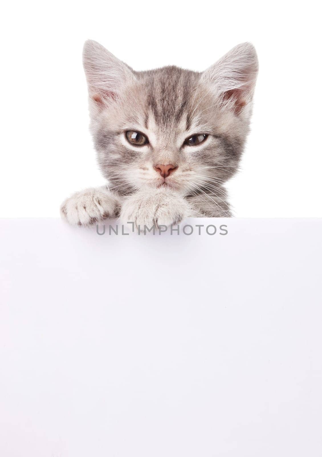 beautiful little emotional gray kitten with white board