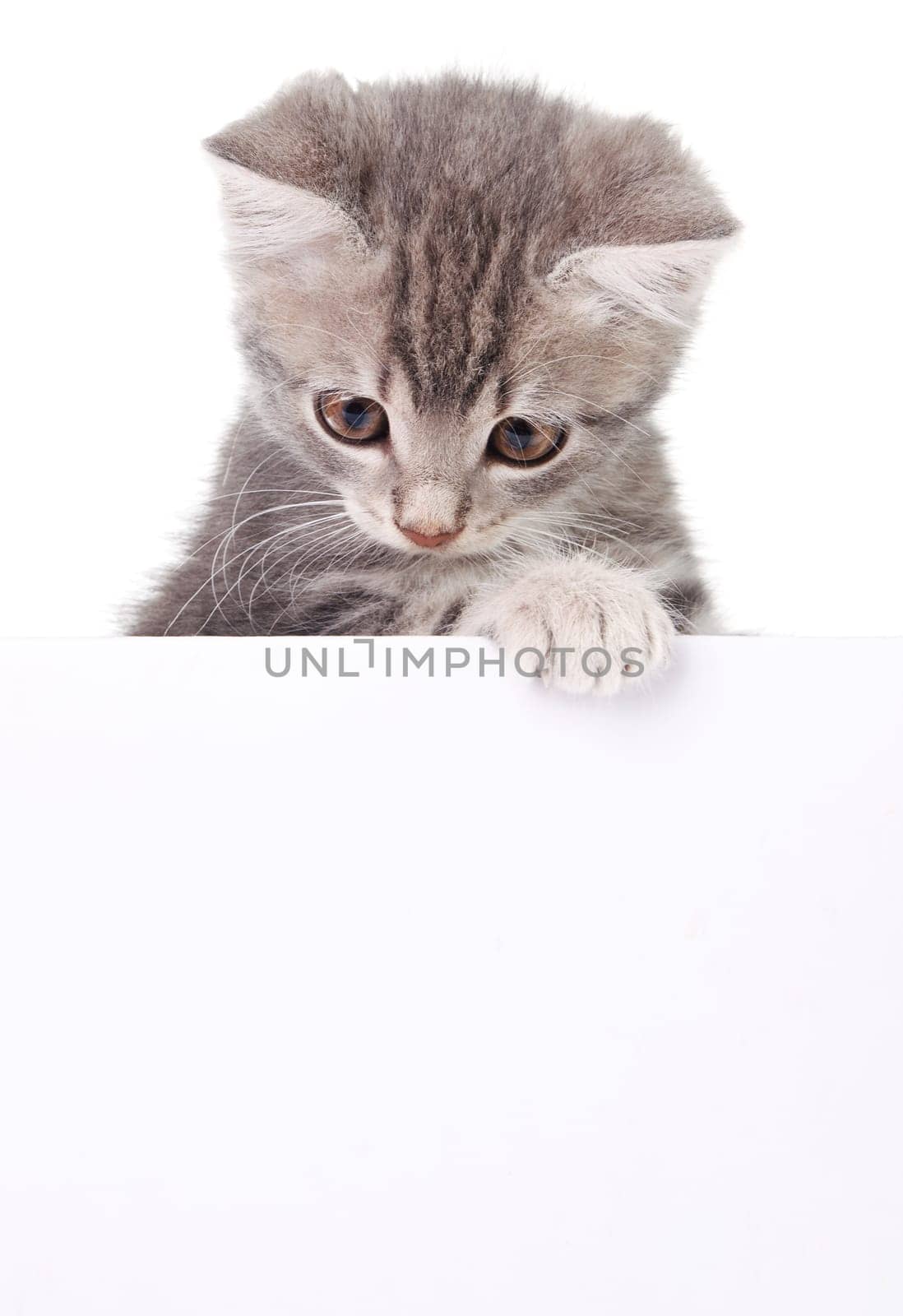beautiful little emotional gray kitten with white board