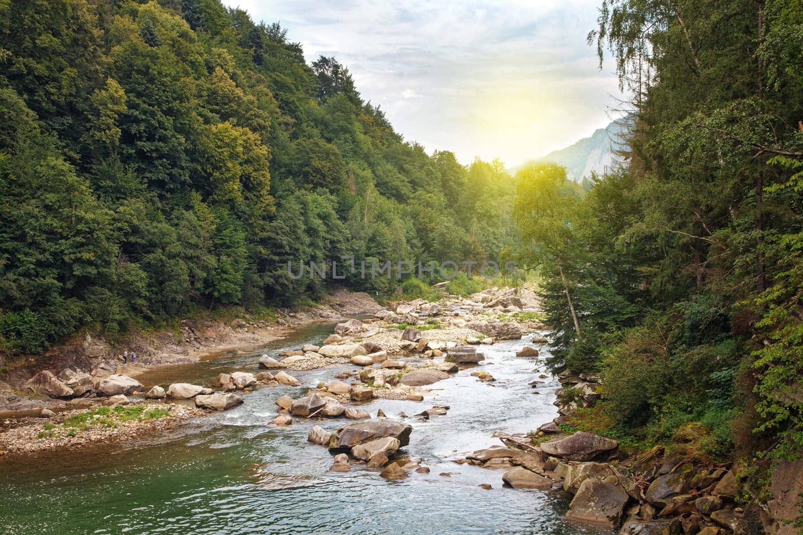 Mountain stream in a  forest.