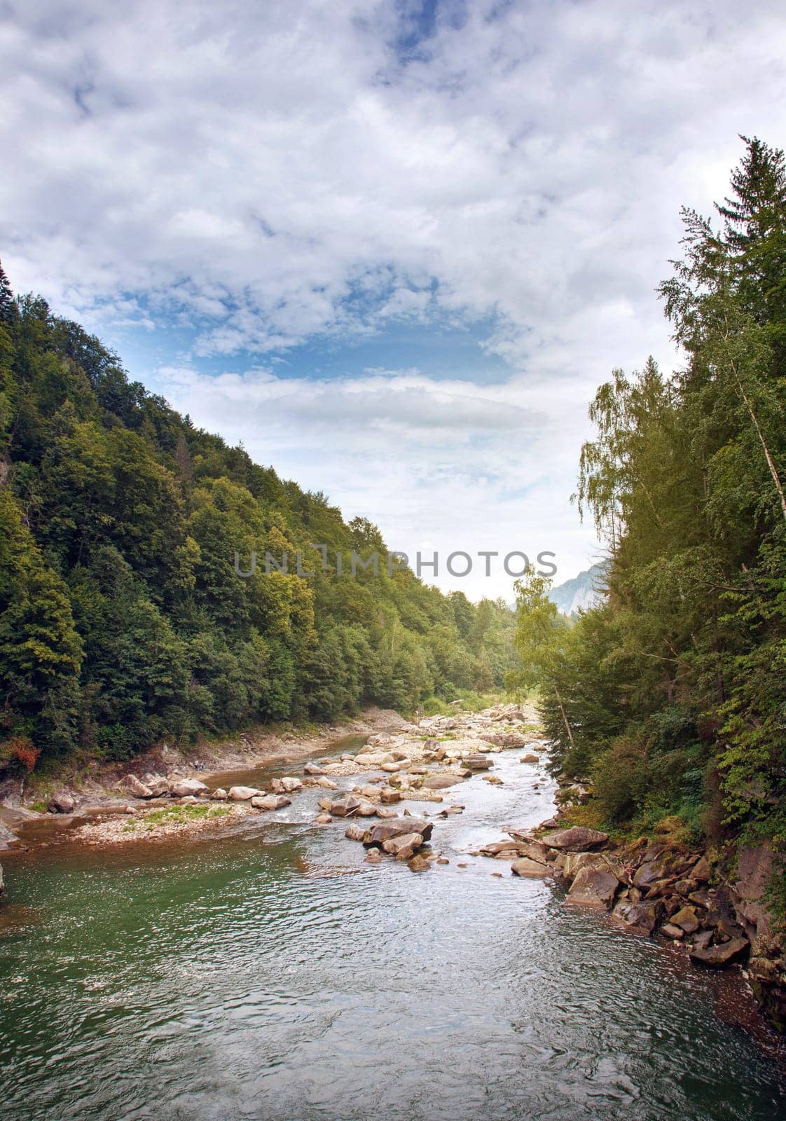 Mountain stream in a  forest.