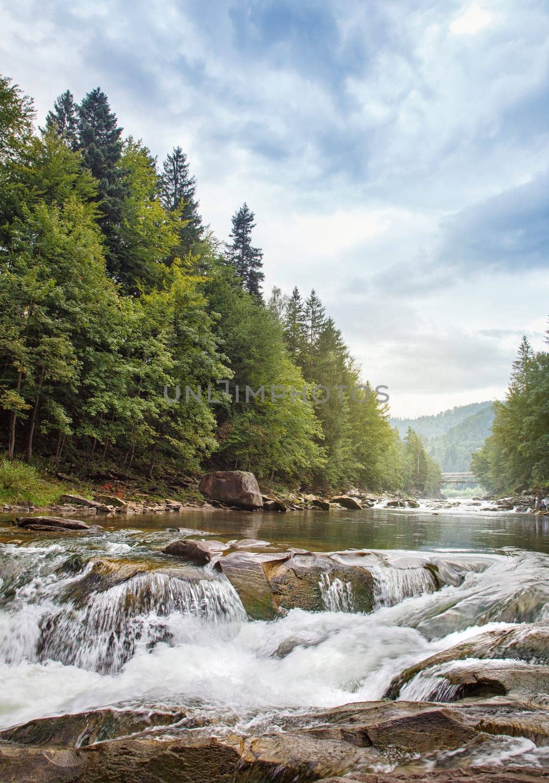 Mountain stream in a  forest.