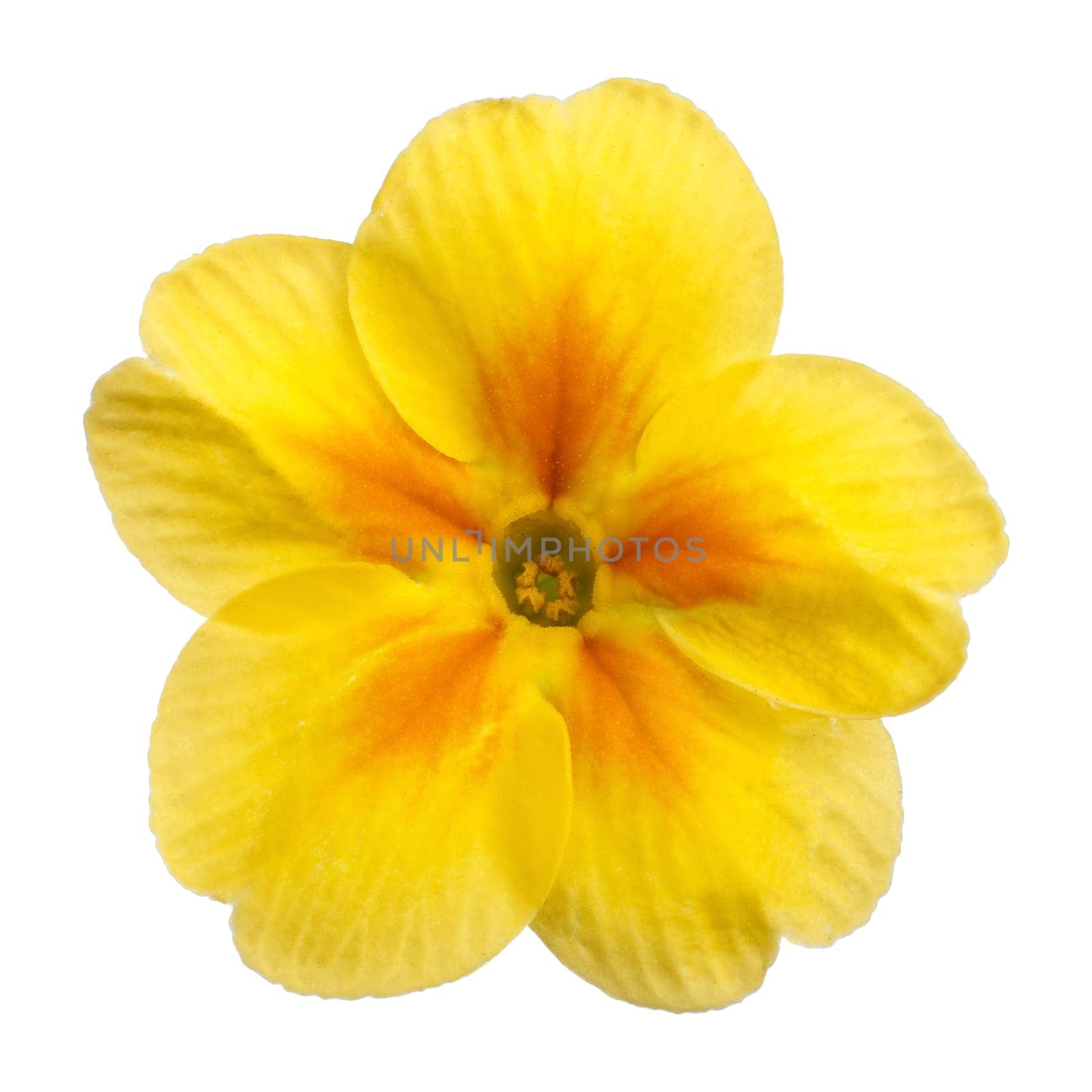 Yellow Primula Primrose isolated white background