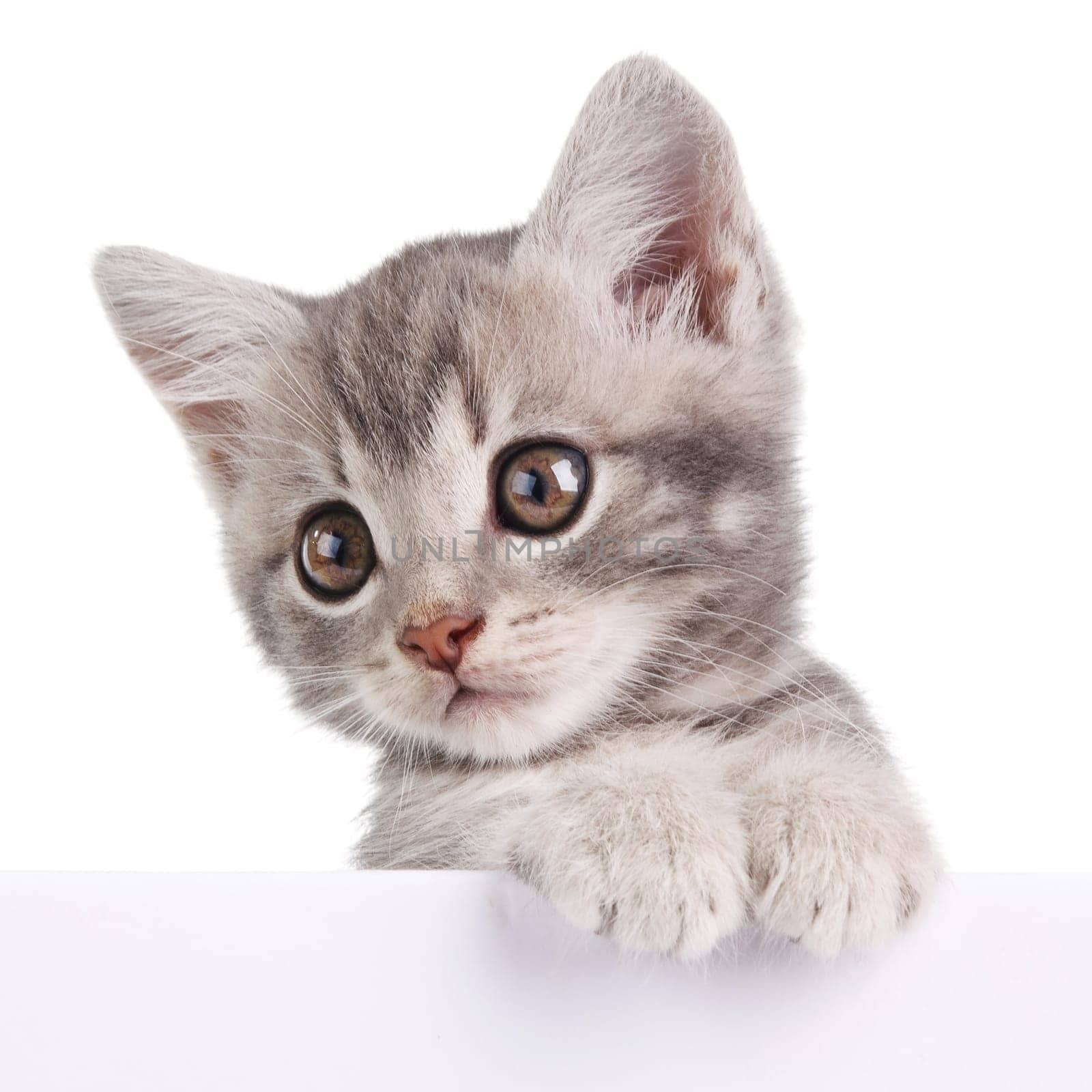 beautiful little emotional gray kitten with white board