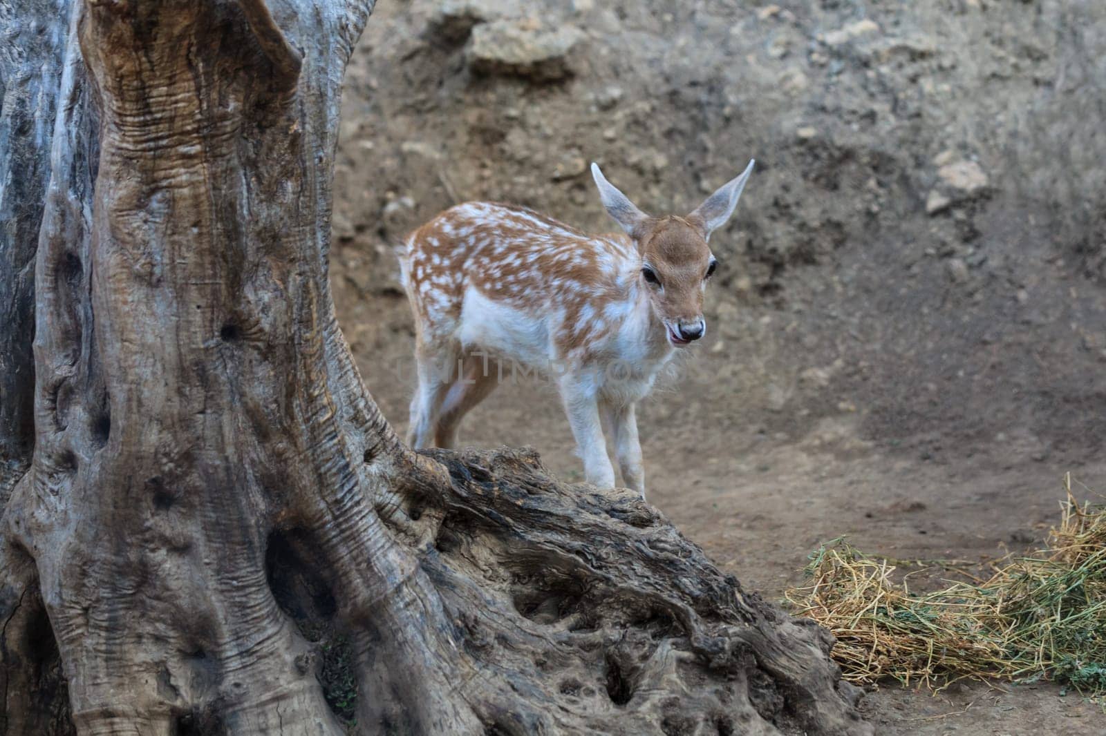 European roe deer (Capreolus capreolus) in a forest