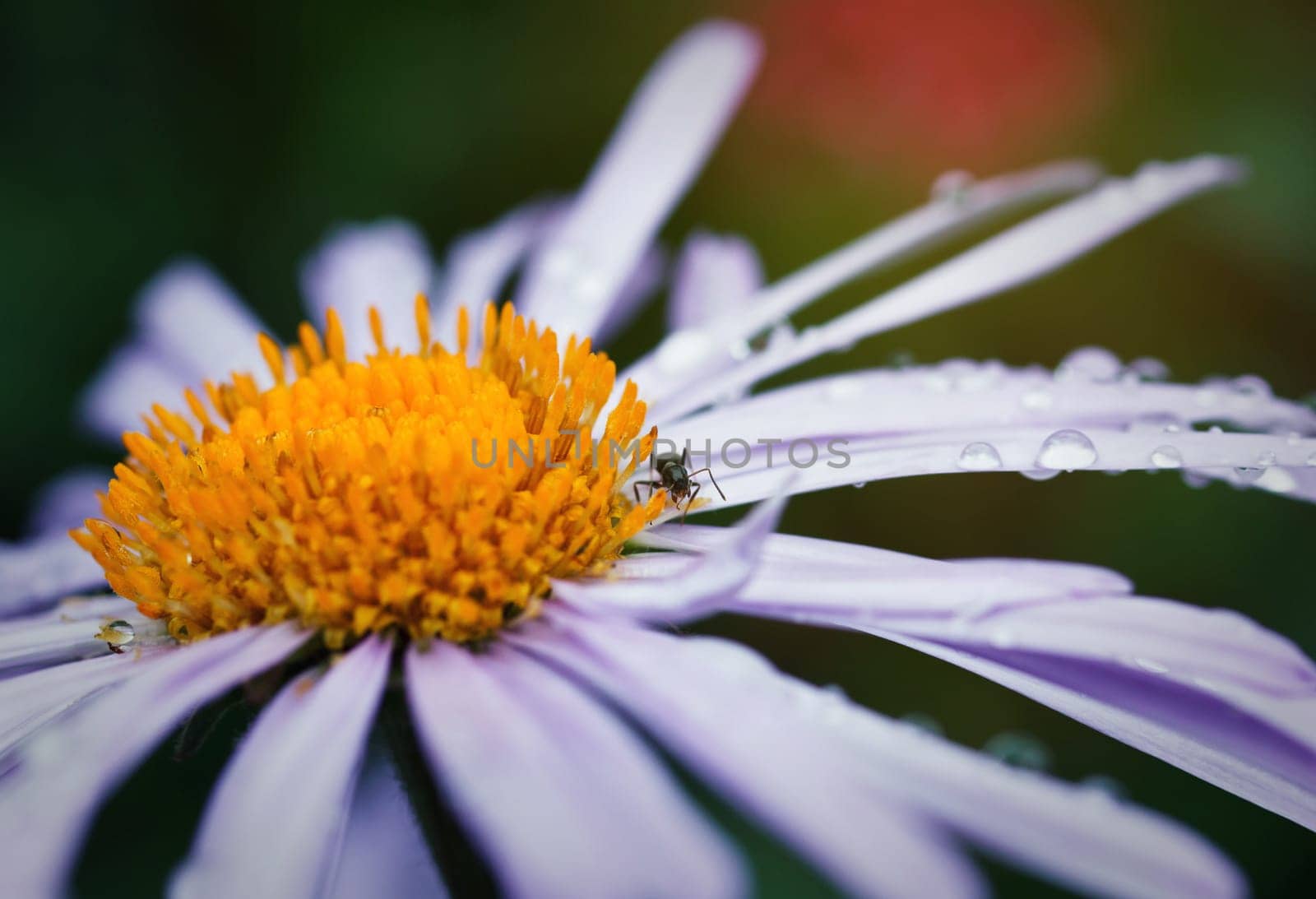 beautiful purple daisy with drops of dew