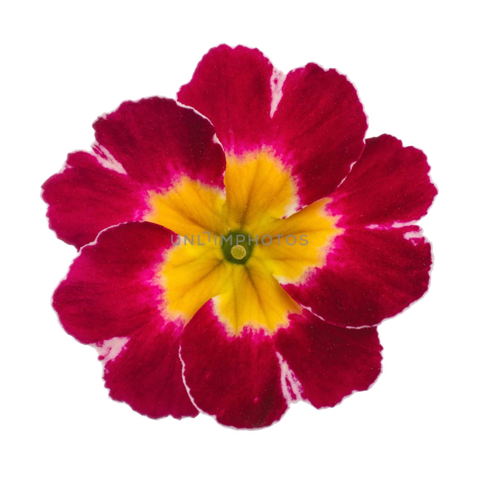 pink Primula Primrose isolated white background
