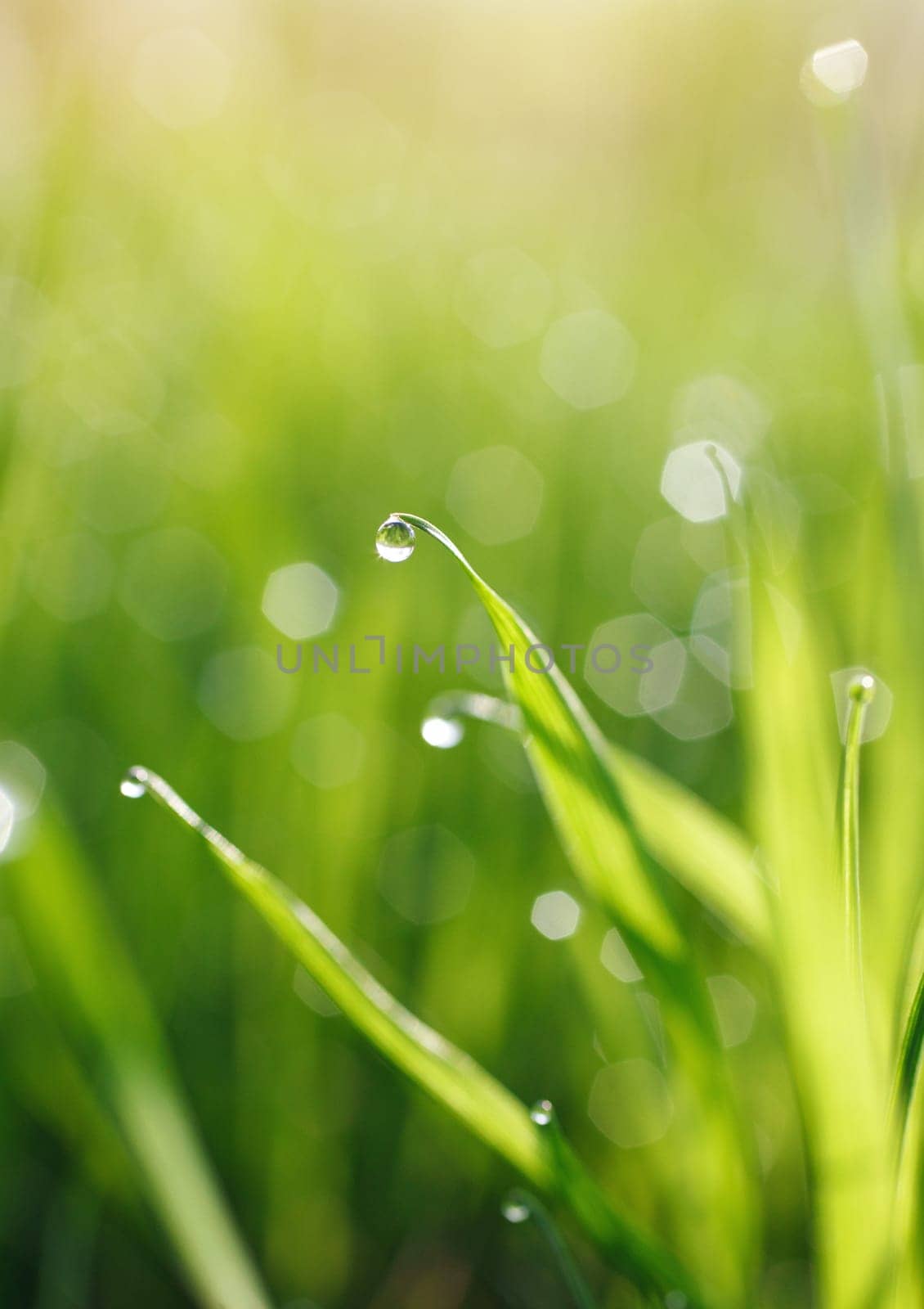Spring grass with water drops