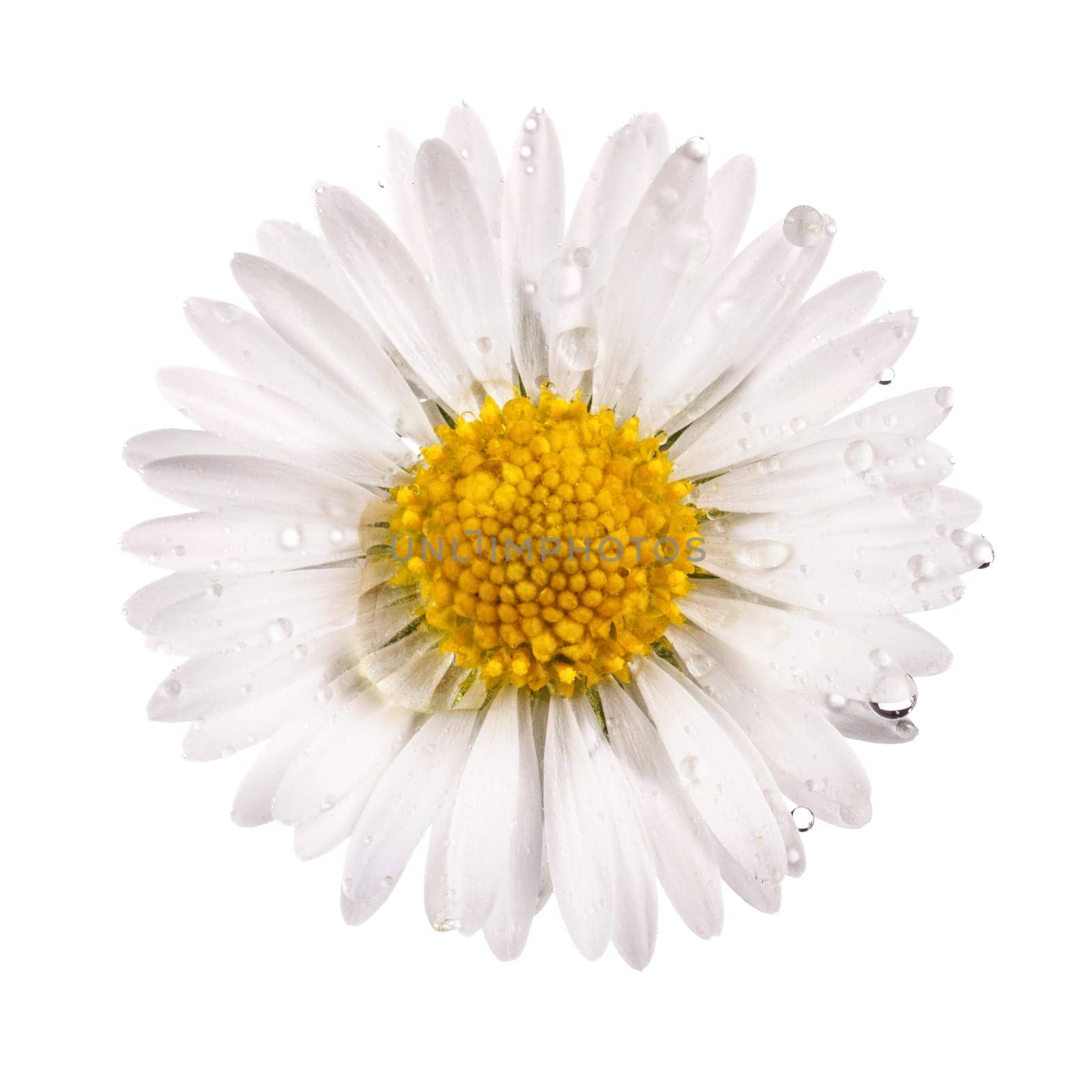 white daisy flower with dew drops isolated on white background