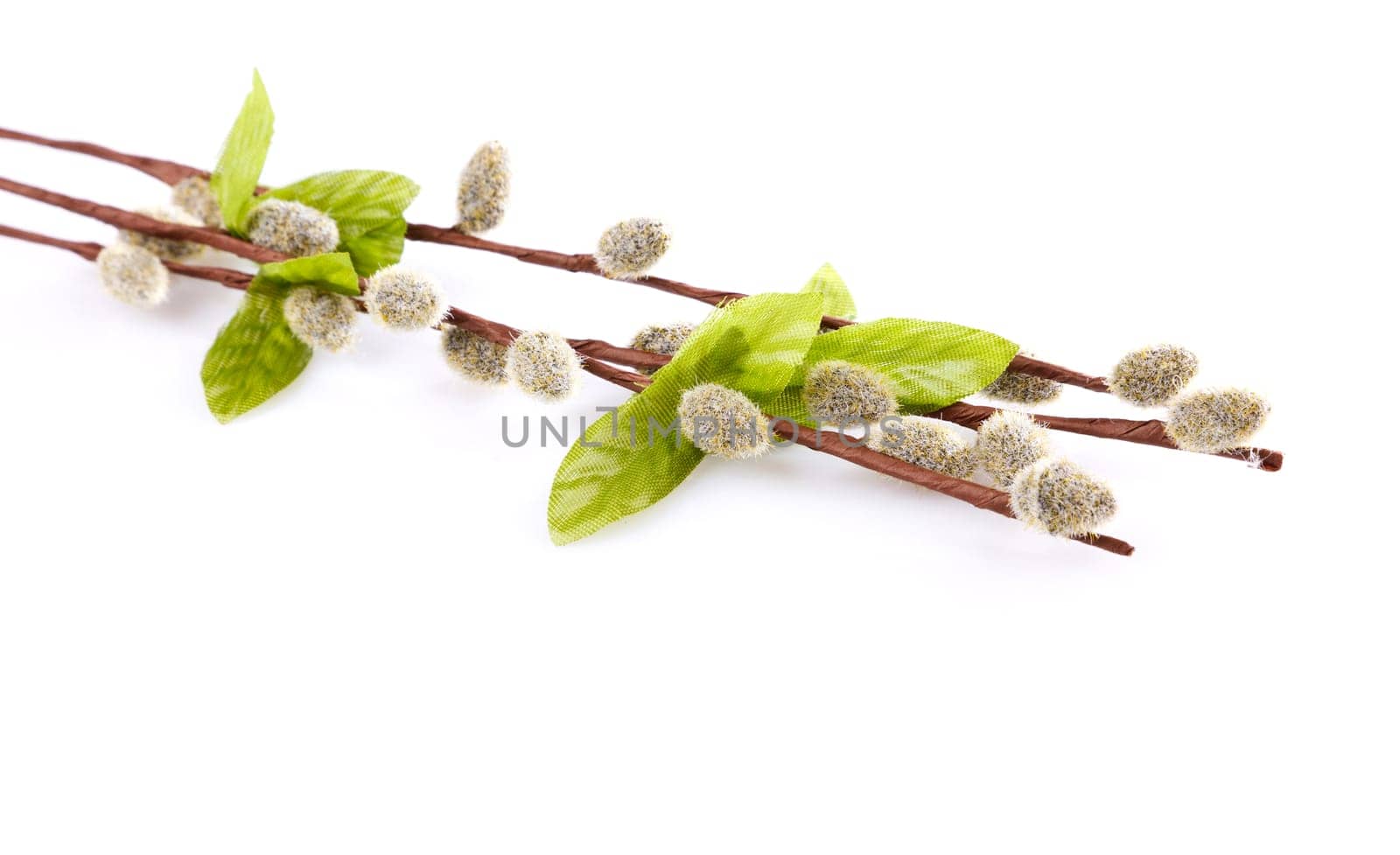 willow branches with cats and leaves isolated on white