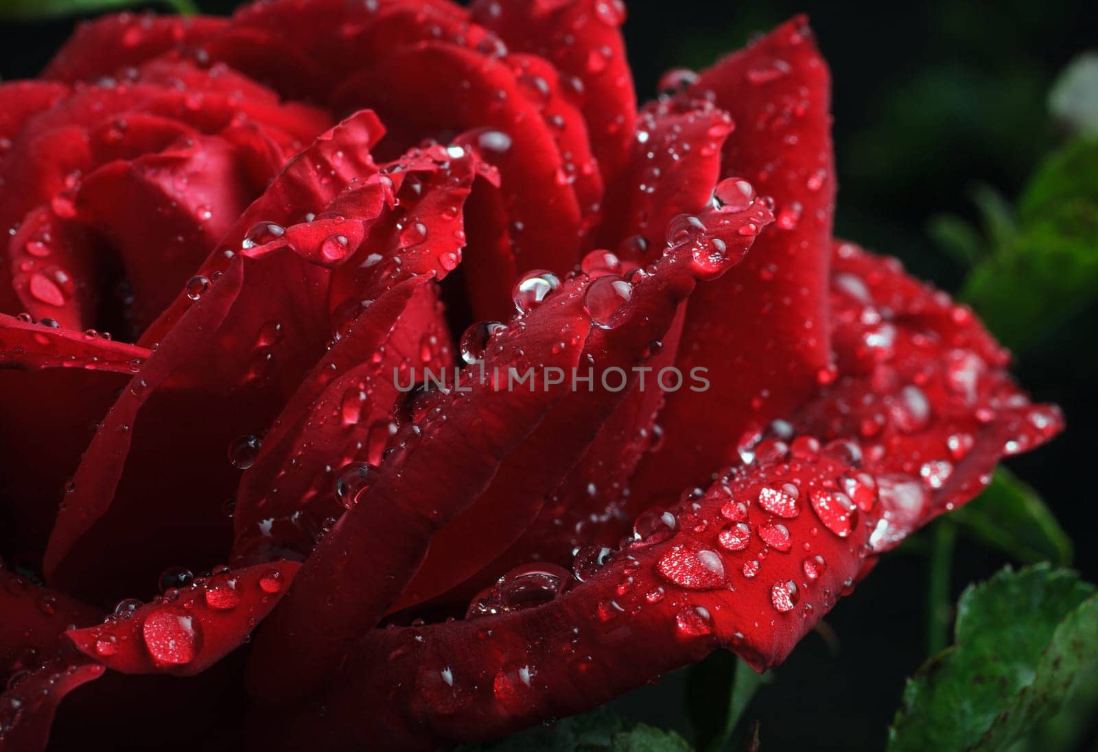 Garden red rose covered dew drops