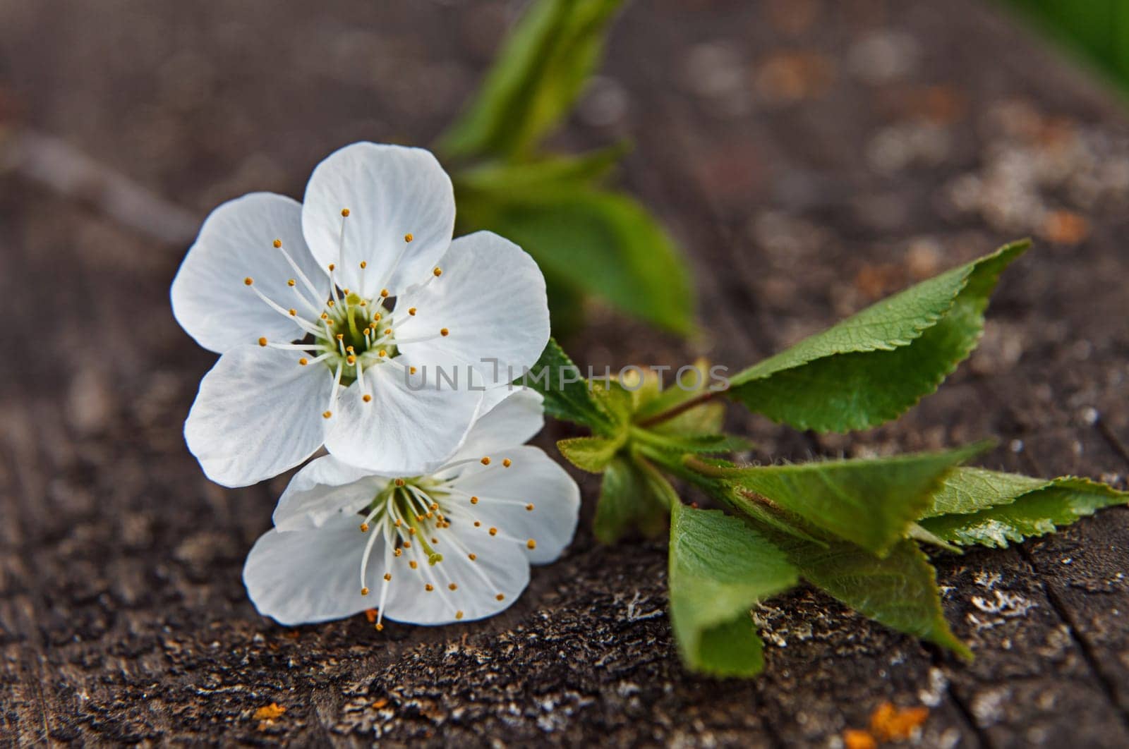 cherry blossom on old wooden board
