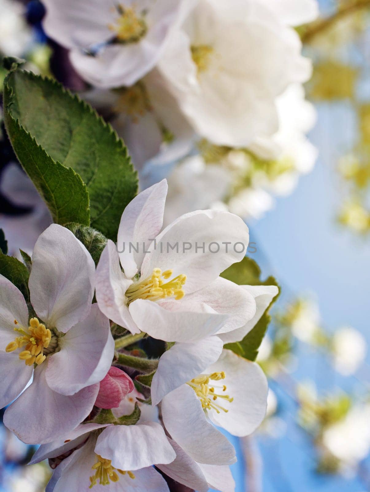 Blossoming apple tree with white flowers on blue sky background
