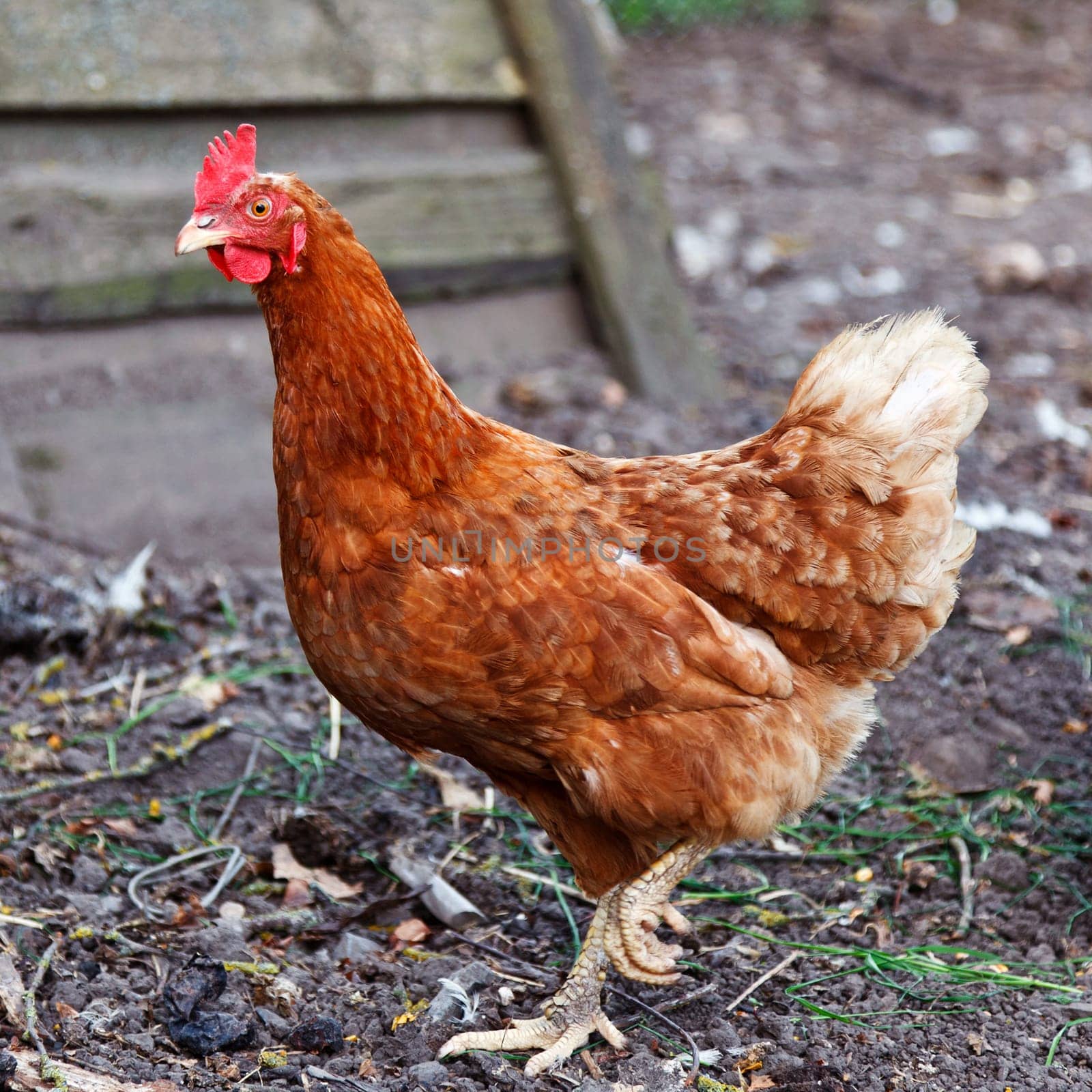 brown chicken walks the yard