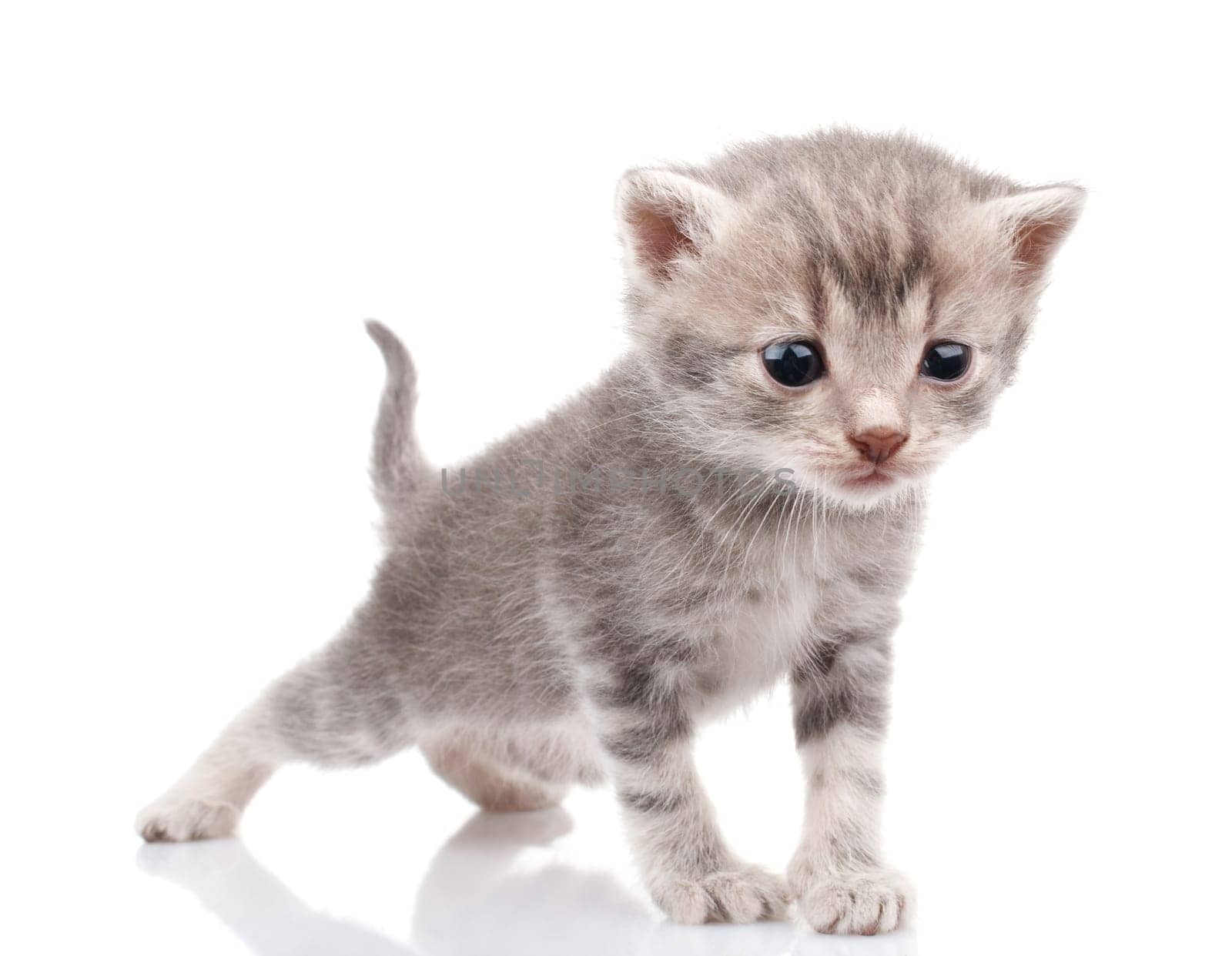 beautiful gray kitten crying on white background