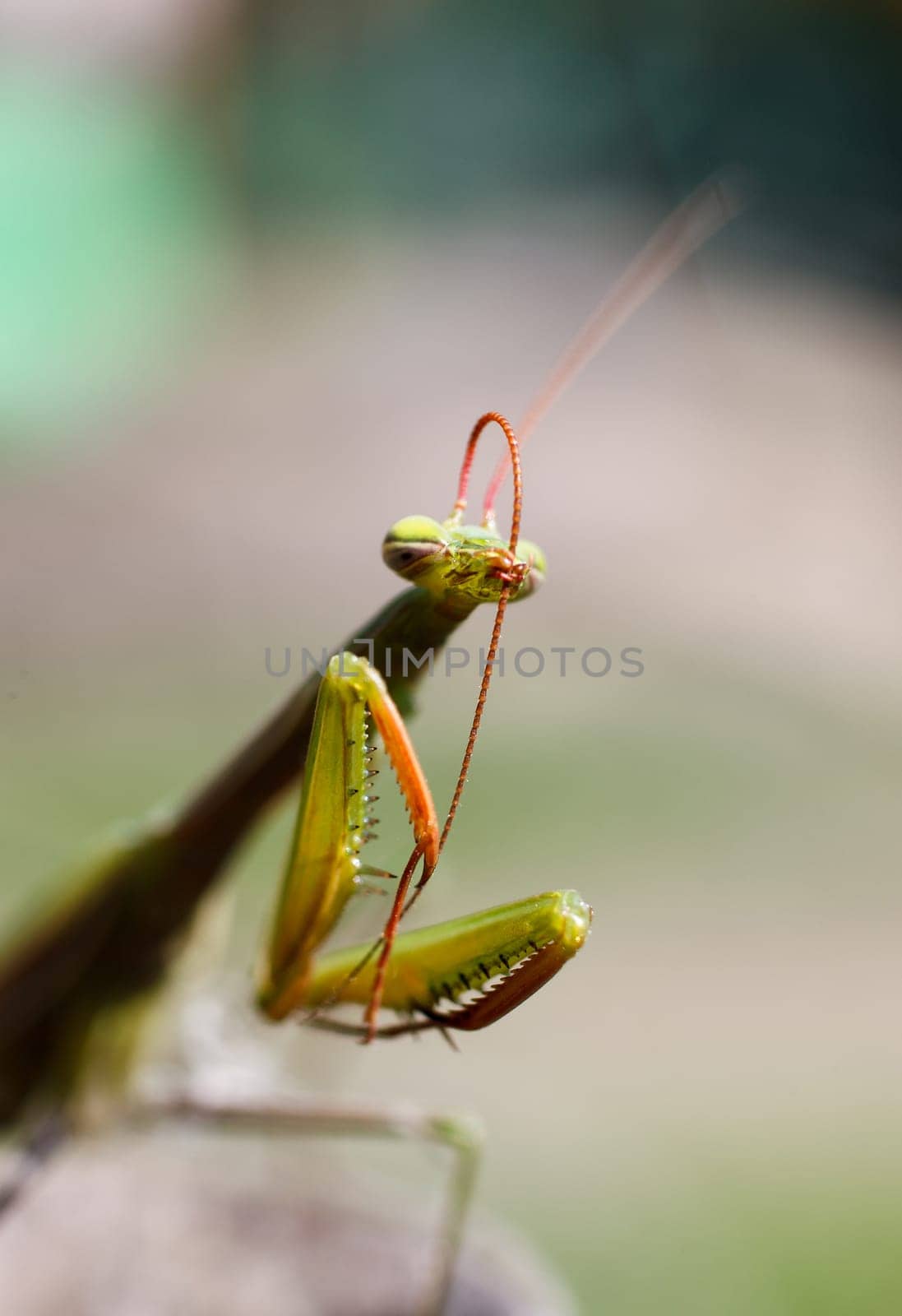 dragonfly closeup