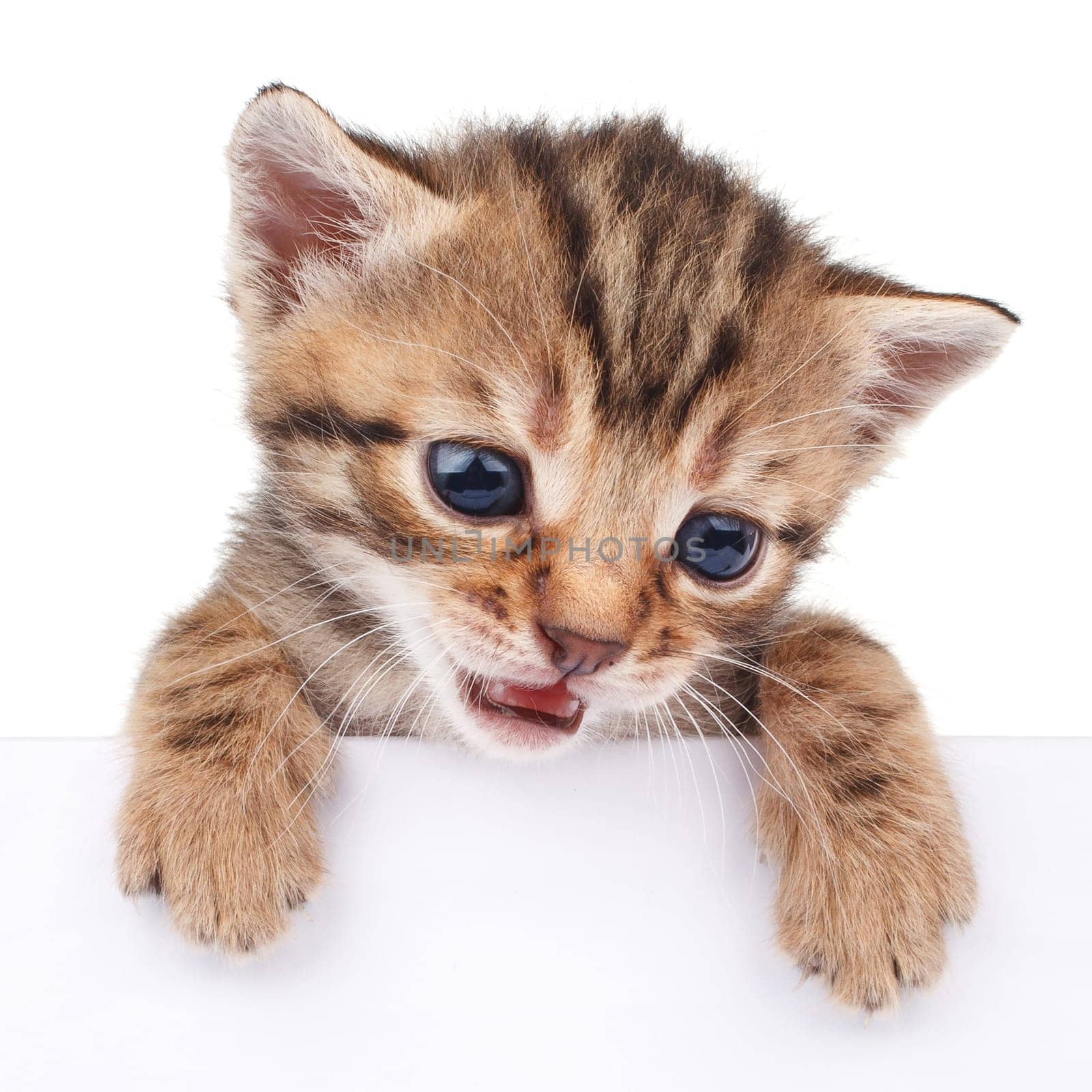 brown kitten with empty board on white background