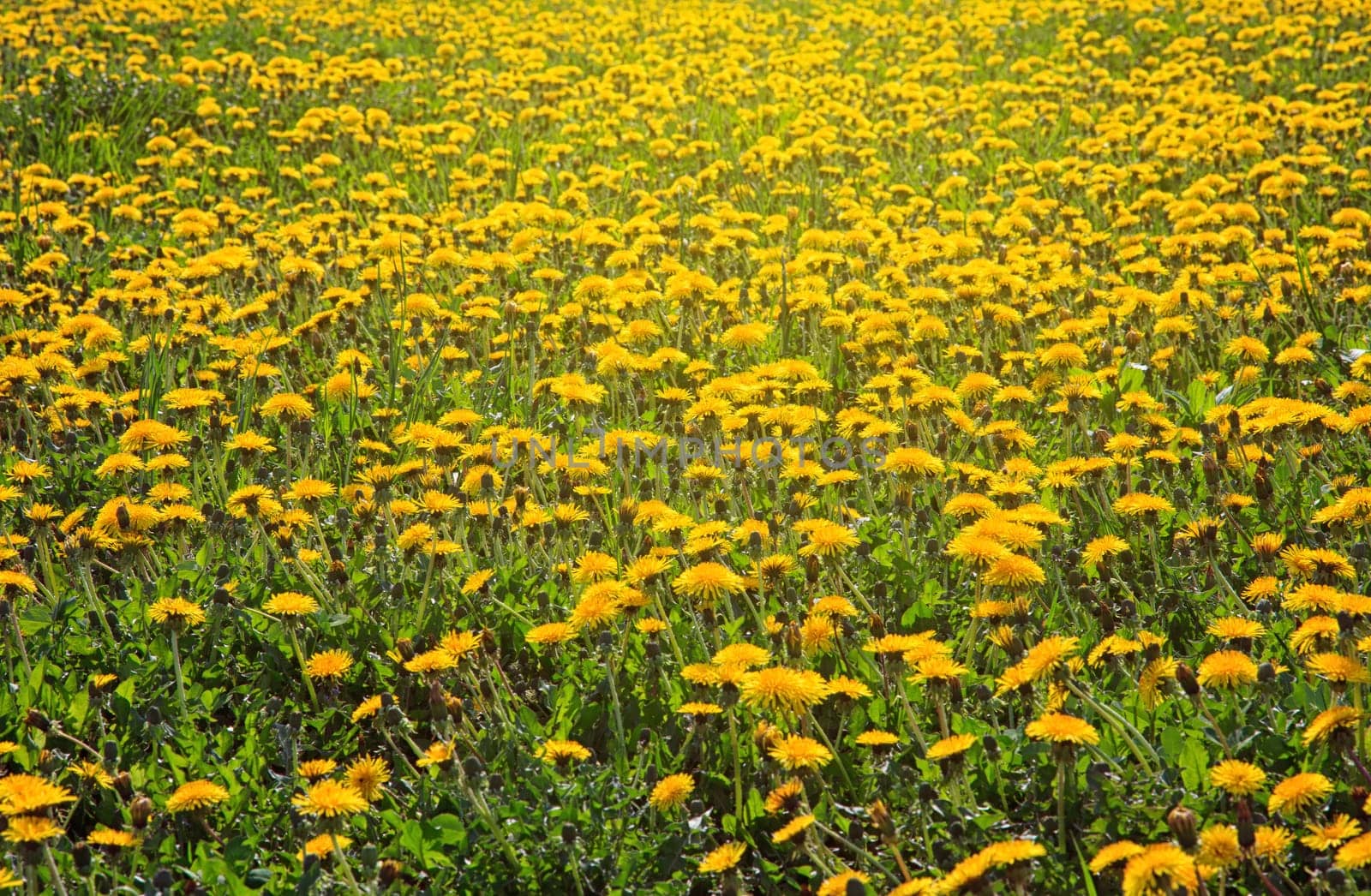 beautiful yellow dandelion field