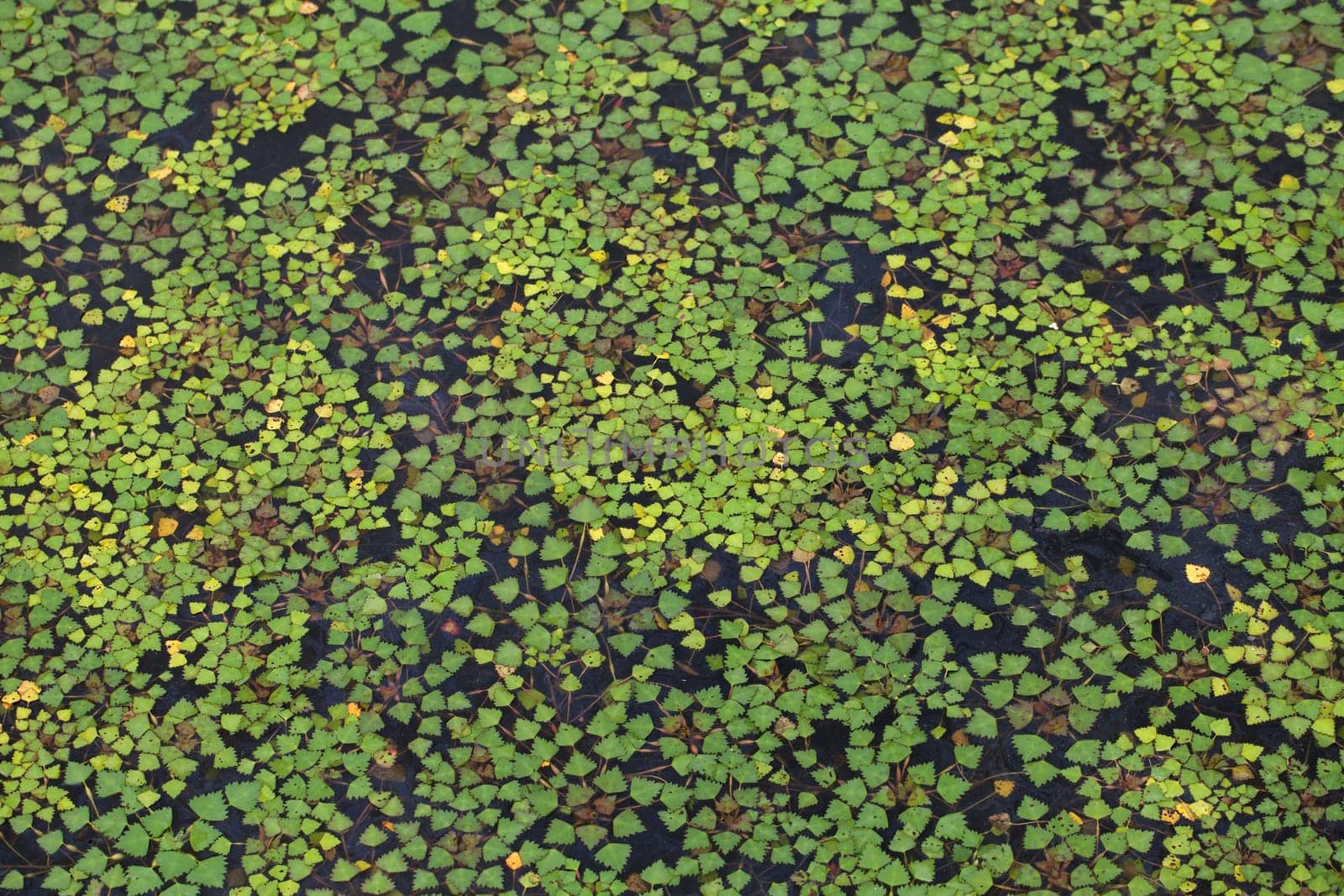 Water surface covered with duckweed