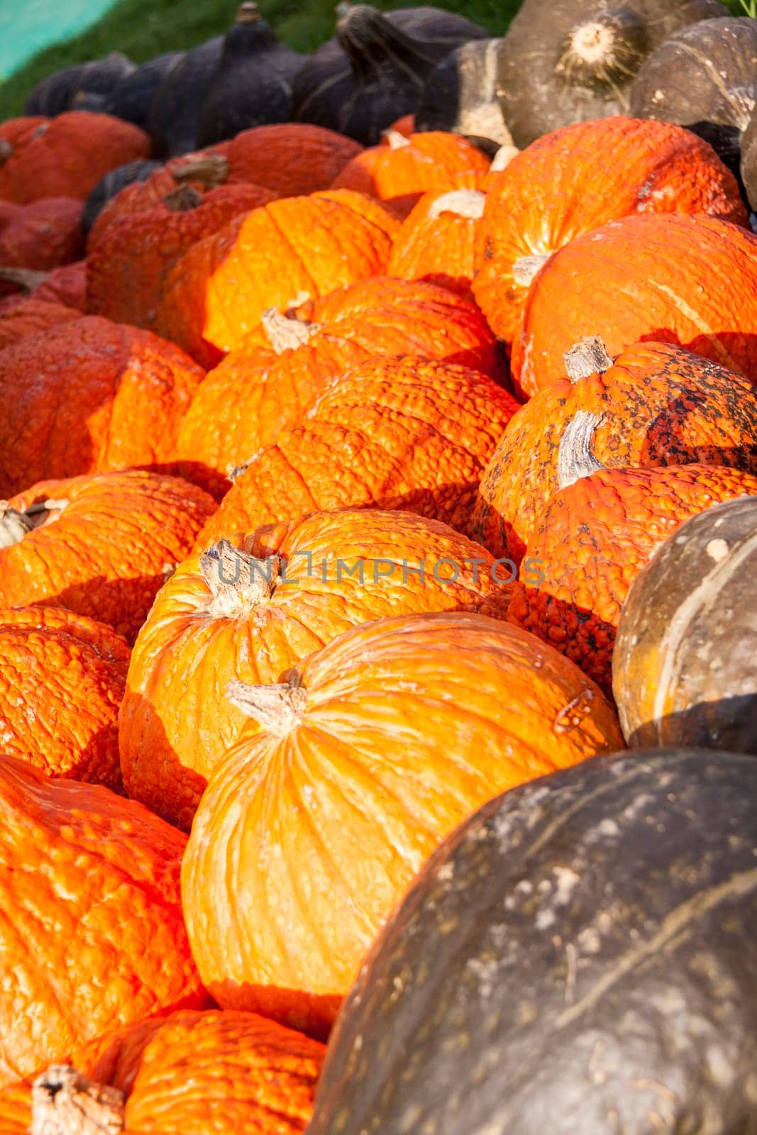 Halloween big Halloween cucurbita pumpkin pumpkin in autumn at a market stall