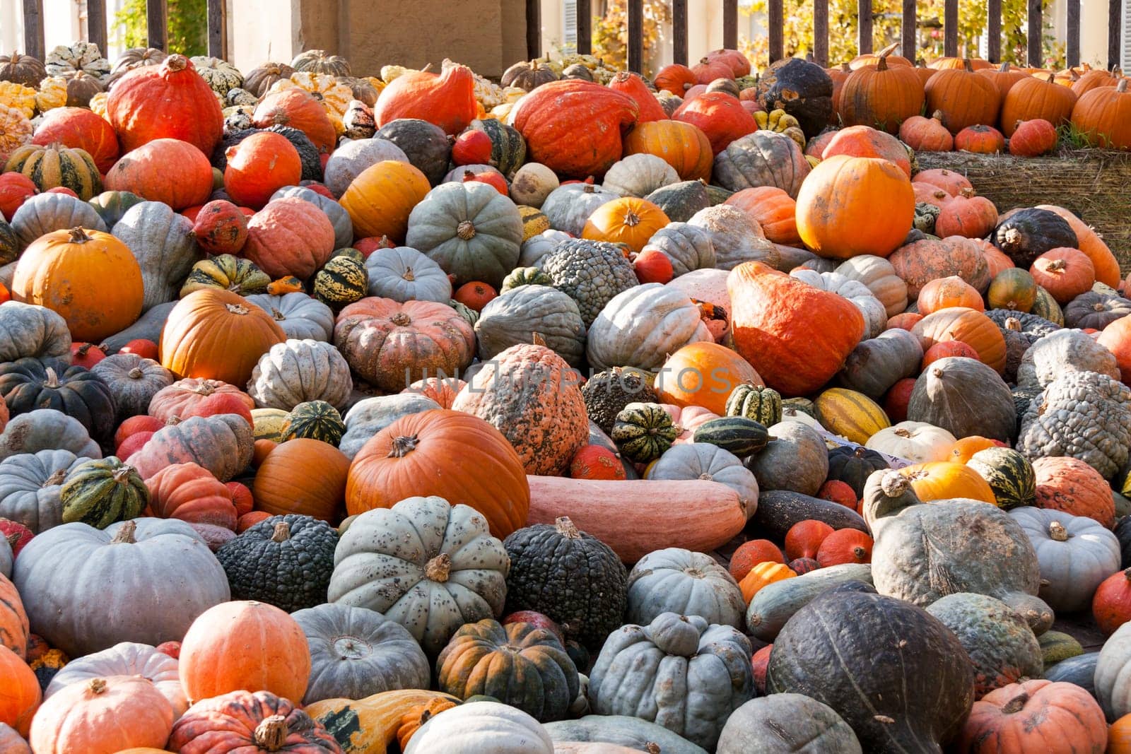 Different maxima and pepo cucurbita pumpkin Pumpkin in Herbs at a market stall