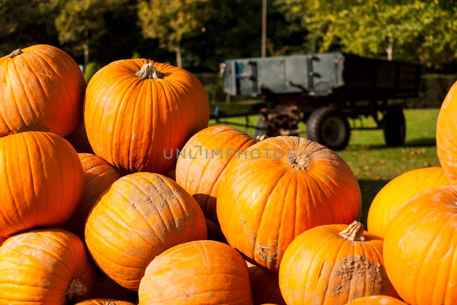 Halloween big Halloween cucurbita pumpkin pumpkin in autumn at a market stall