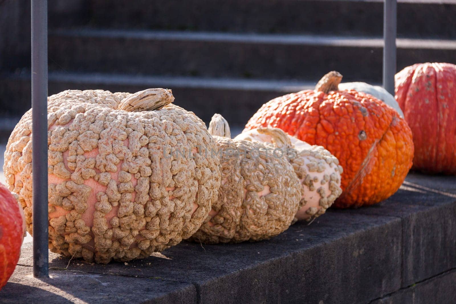 Wart pumpkin Cucurbita Maxima pumpkin pumpkin in autumn at a market stall