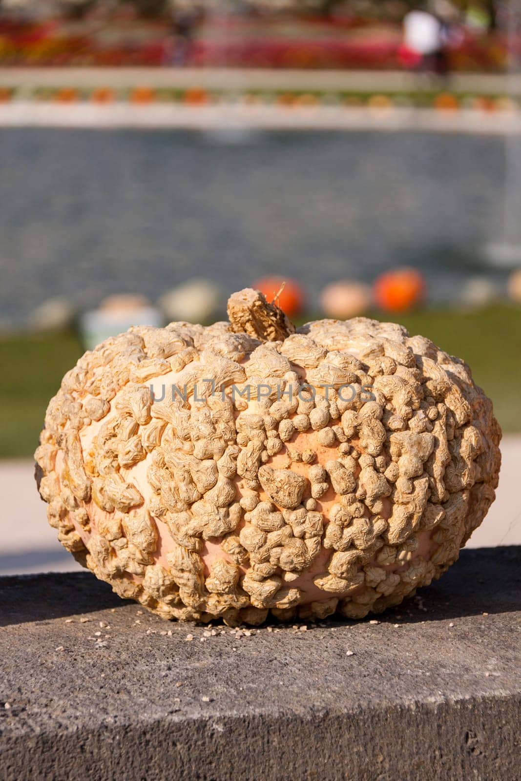 Wart pumpkin Cucurbita Maxima pumpkin pumpkin in autumn at a market stall