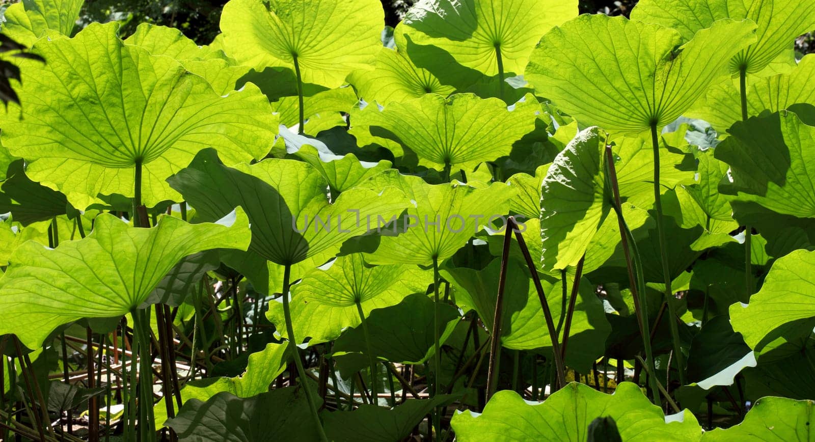 Lotus leaf vein under back light