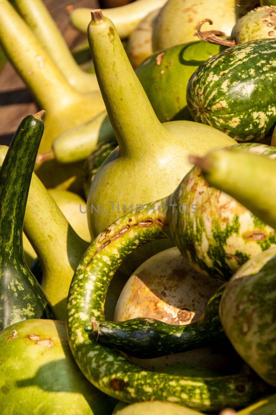 Kalebassenkürbirs cucurbita pumpkin Pumpkin in autumn at a market stall