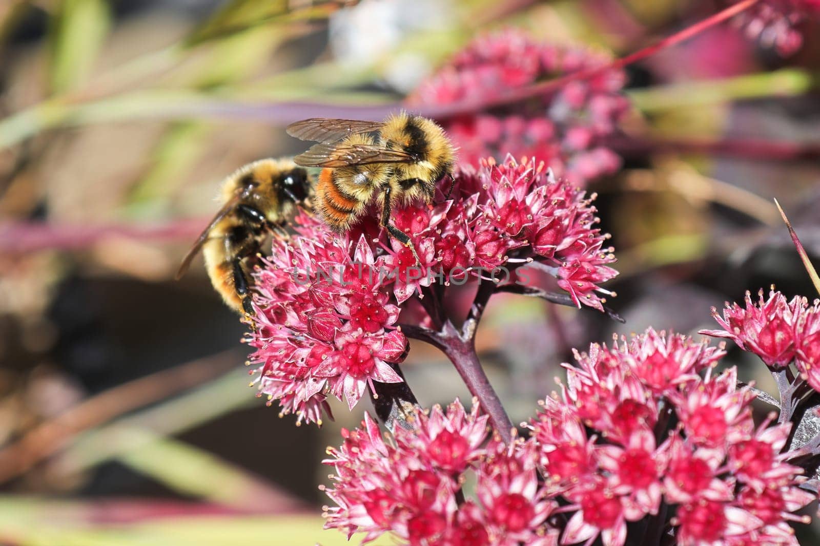 Two bumble bees pollinate a pink stonecrop plant.