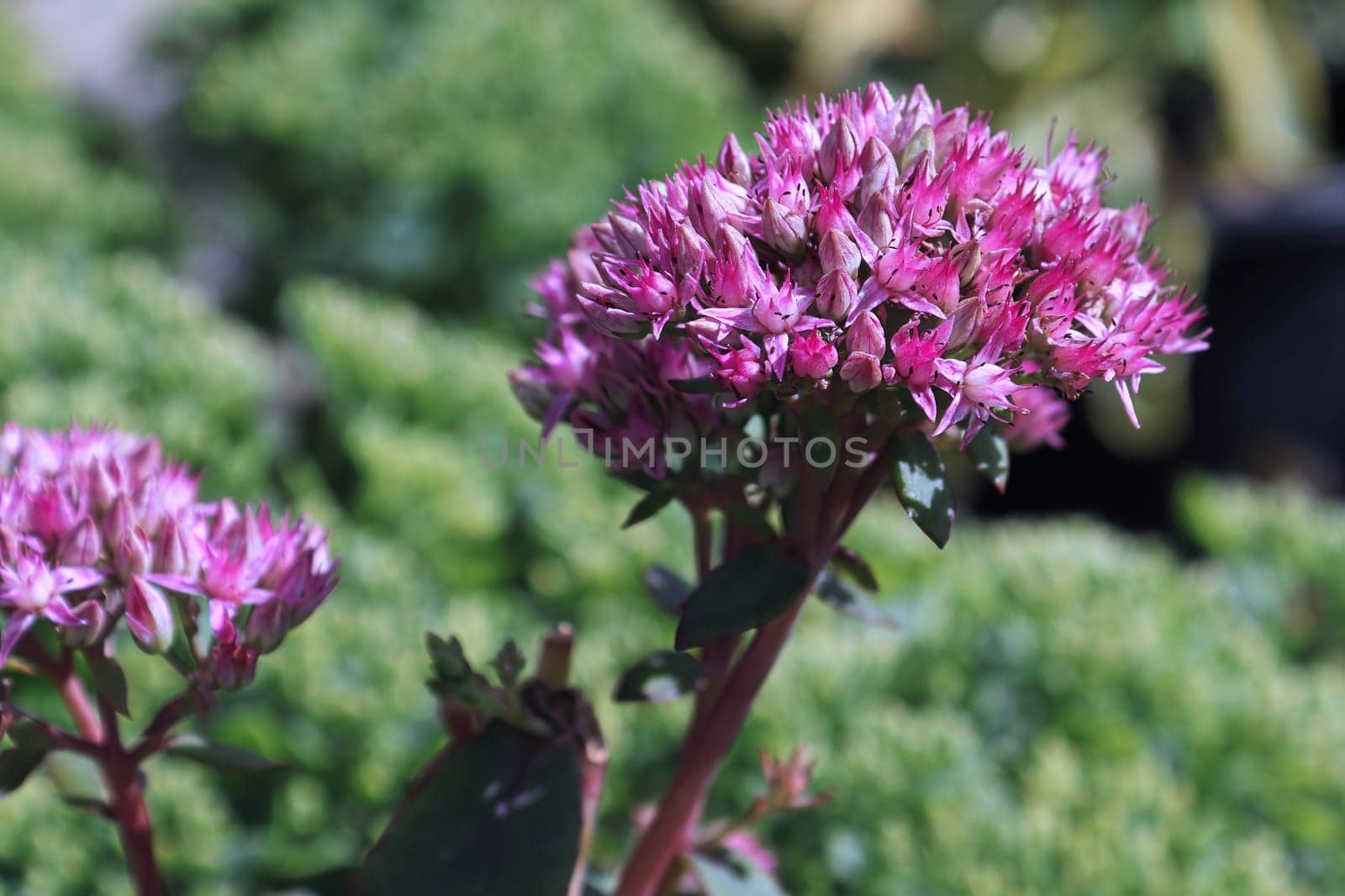 Closeup of a cluster of blossoms on a stonecrop.