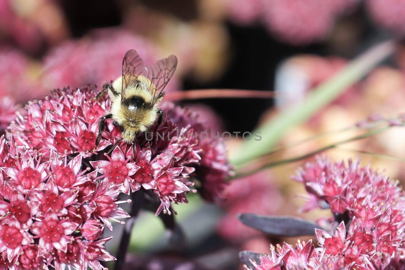 A bumble bee sits on a pink sedum plant.