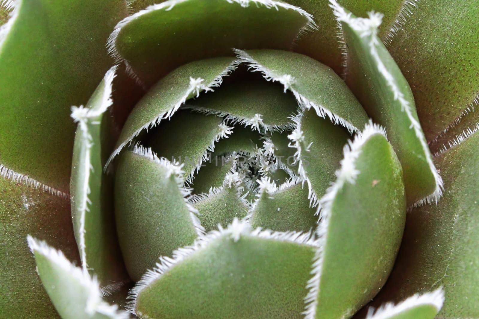 Macro of a commander hay succulent center.